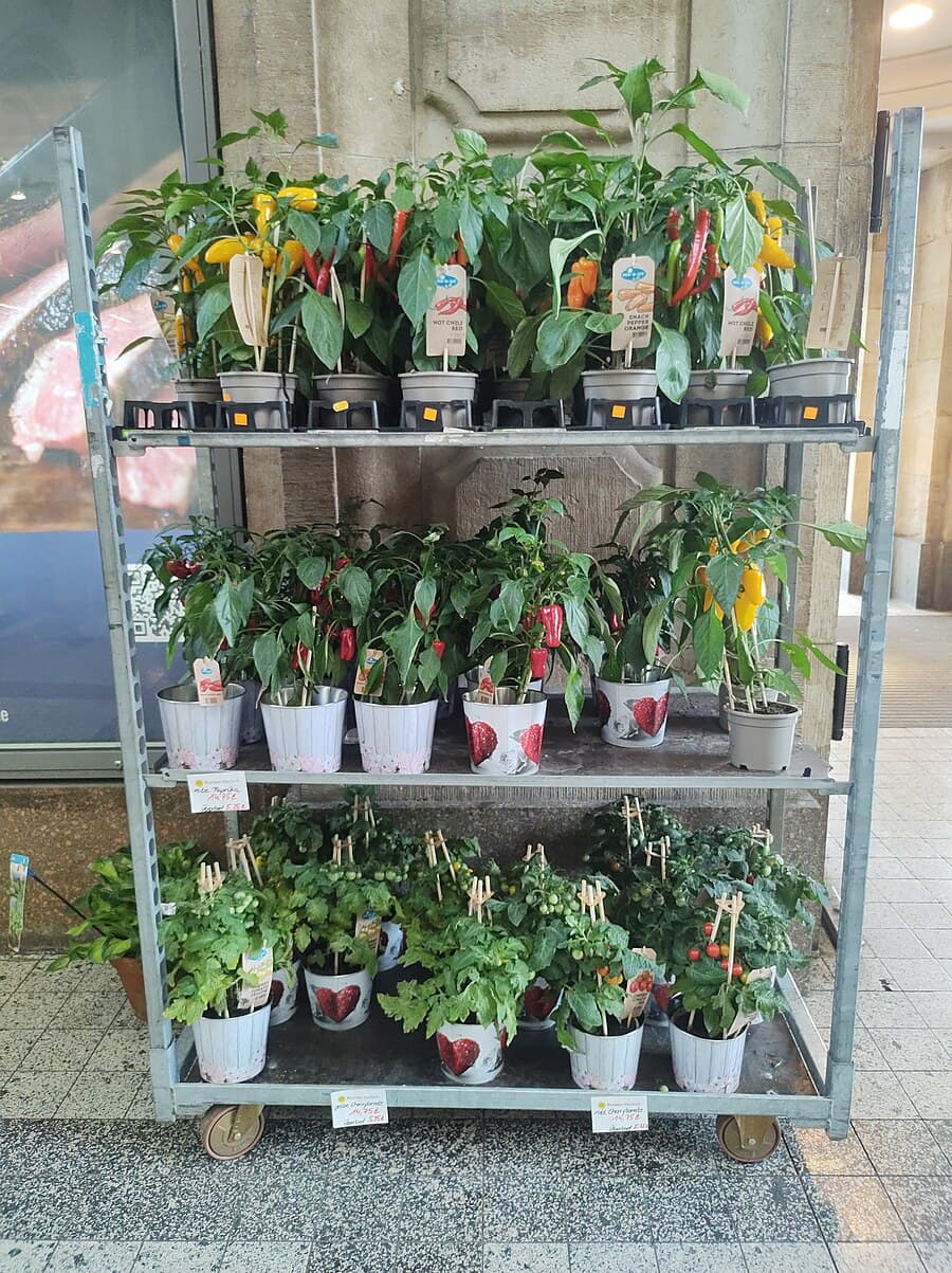 A collection of terracotta pots and fabric grow bags on a sunny balcony, planted with tomatoes, herbs, and peppers