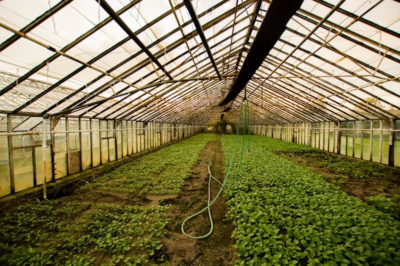 Greenhouse interior with warm afternoon light filtering through translucent panels