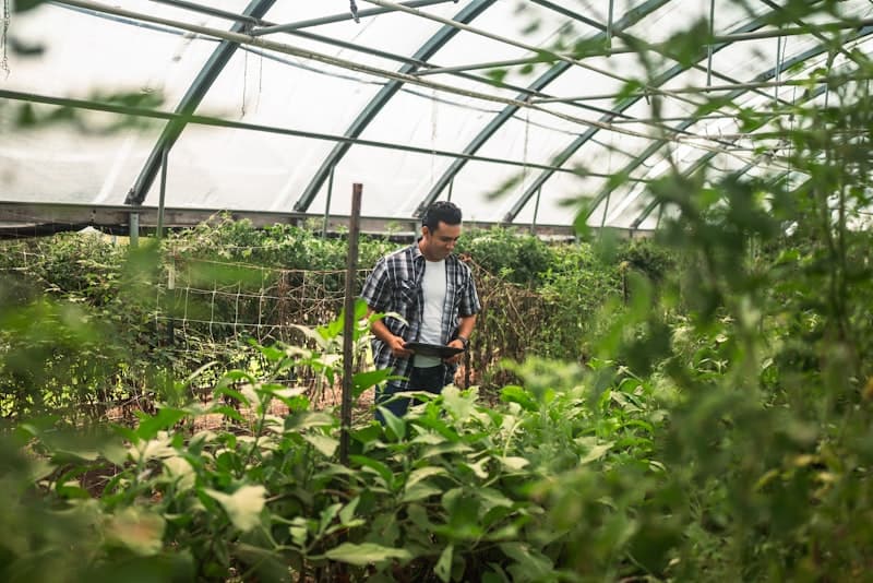 A person tending to plants inside a greenhouse