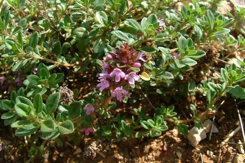 Creeping thyme ground cover with tiny purple flowers spreading across a garden bed