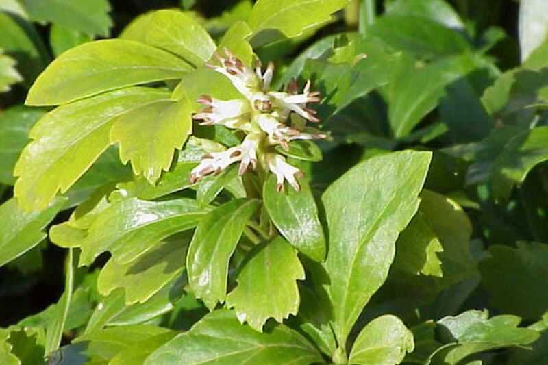 Pachysandra terminalis forming a dense evergreen mat beneath a tree