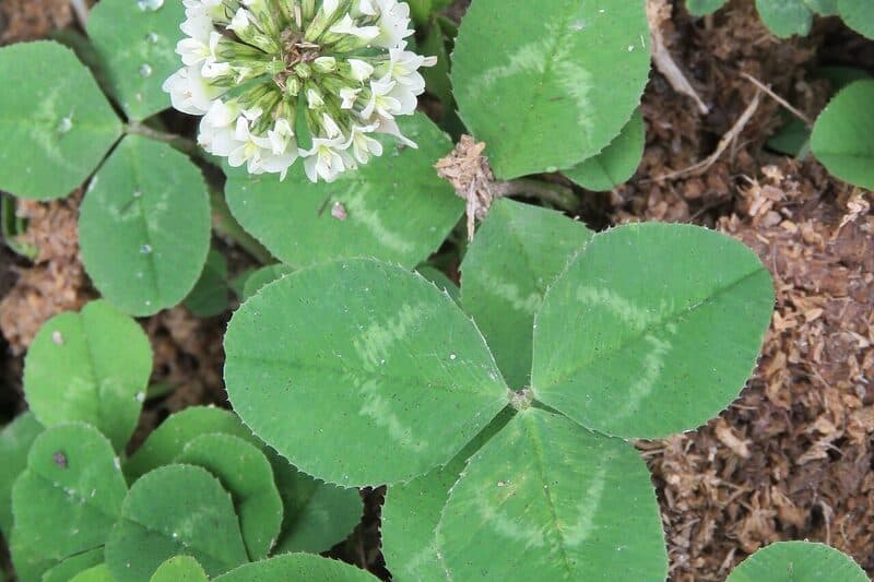 White clover with round white flower heads growing as a low green mat