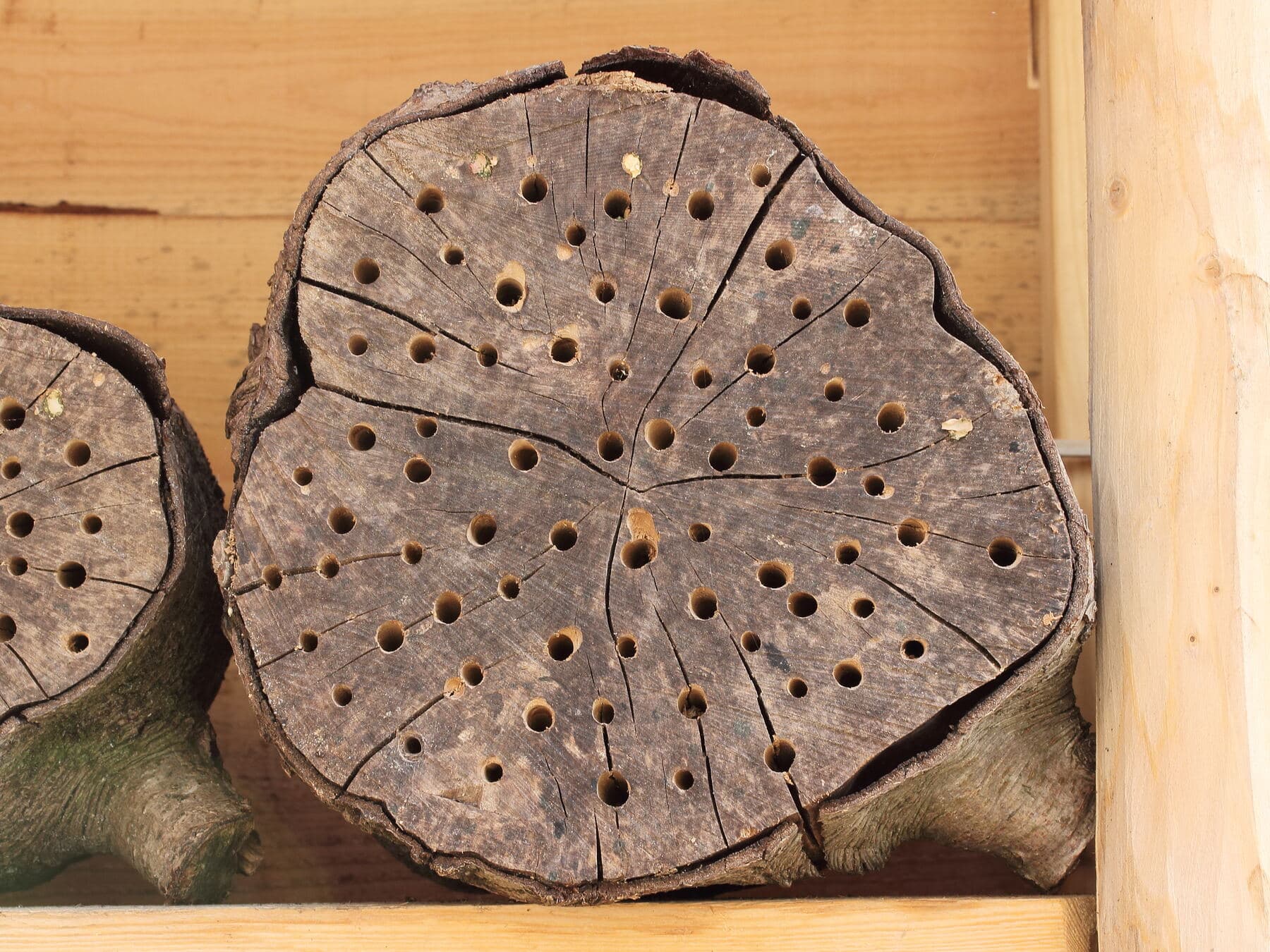 A log section drilled with many small bee nesting holes, showing dense use by solitary bees