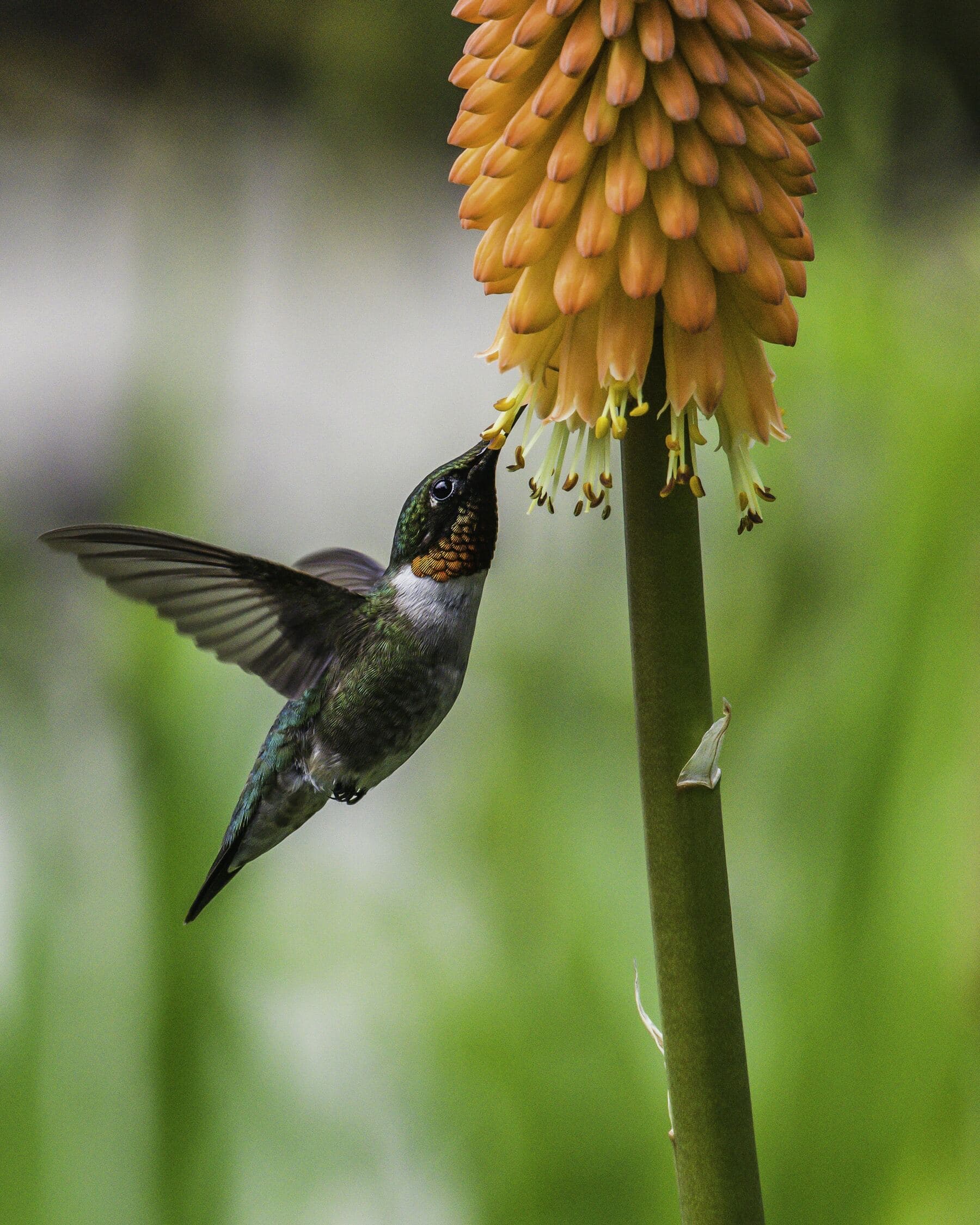 A hummingbird hovering at the orange tubular flowers of a red hot poker plant