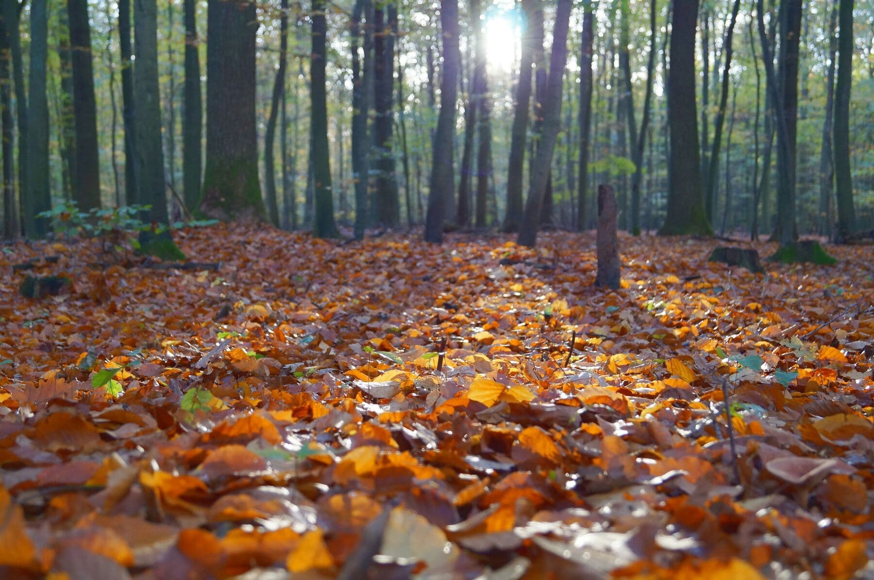 A thick layer of fallen autumn leaves covering the ground beneath bare trees, with low sunlight filtering through