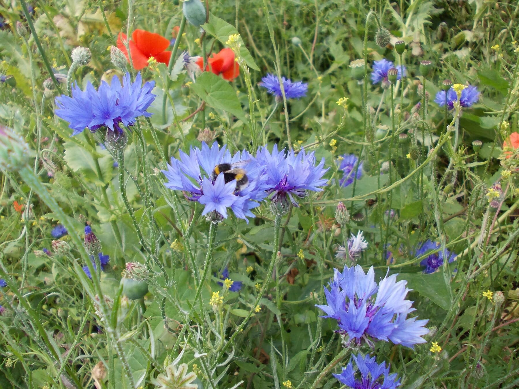 A wildflower meadow with mixed yellow, purple, and white flowers and a visible bumblebee