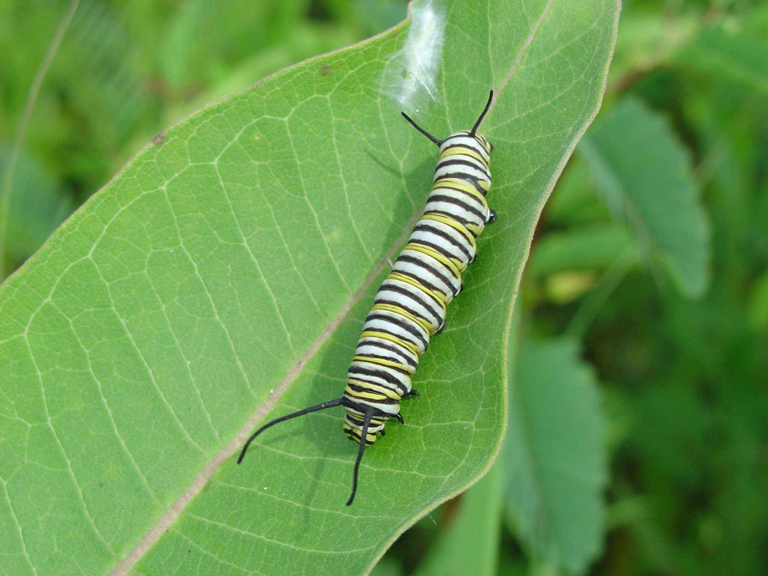 A monarch butterfly caterpillar feeding on a milkweed leaf