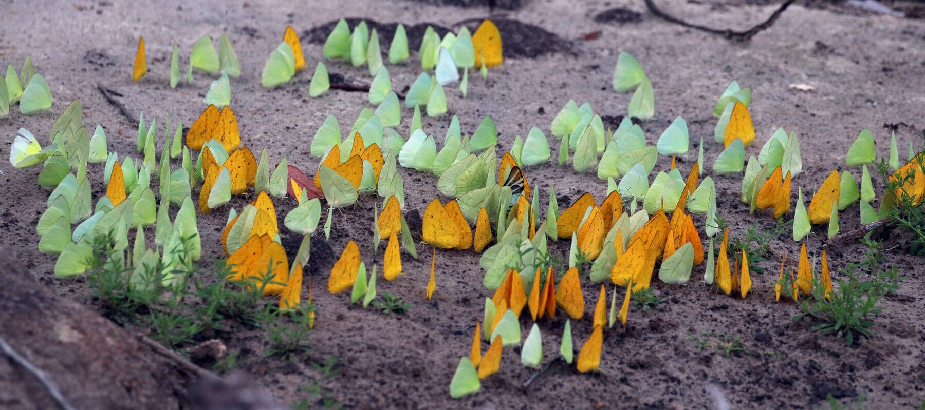 Butterflies resting on wet stones and pebbles in a shallow tray