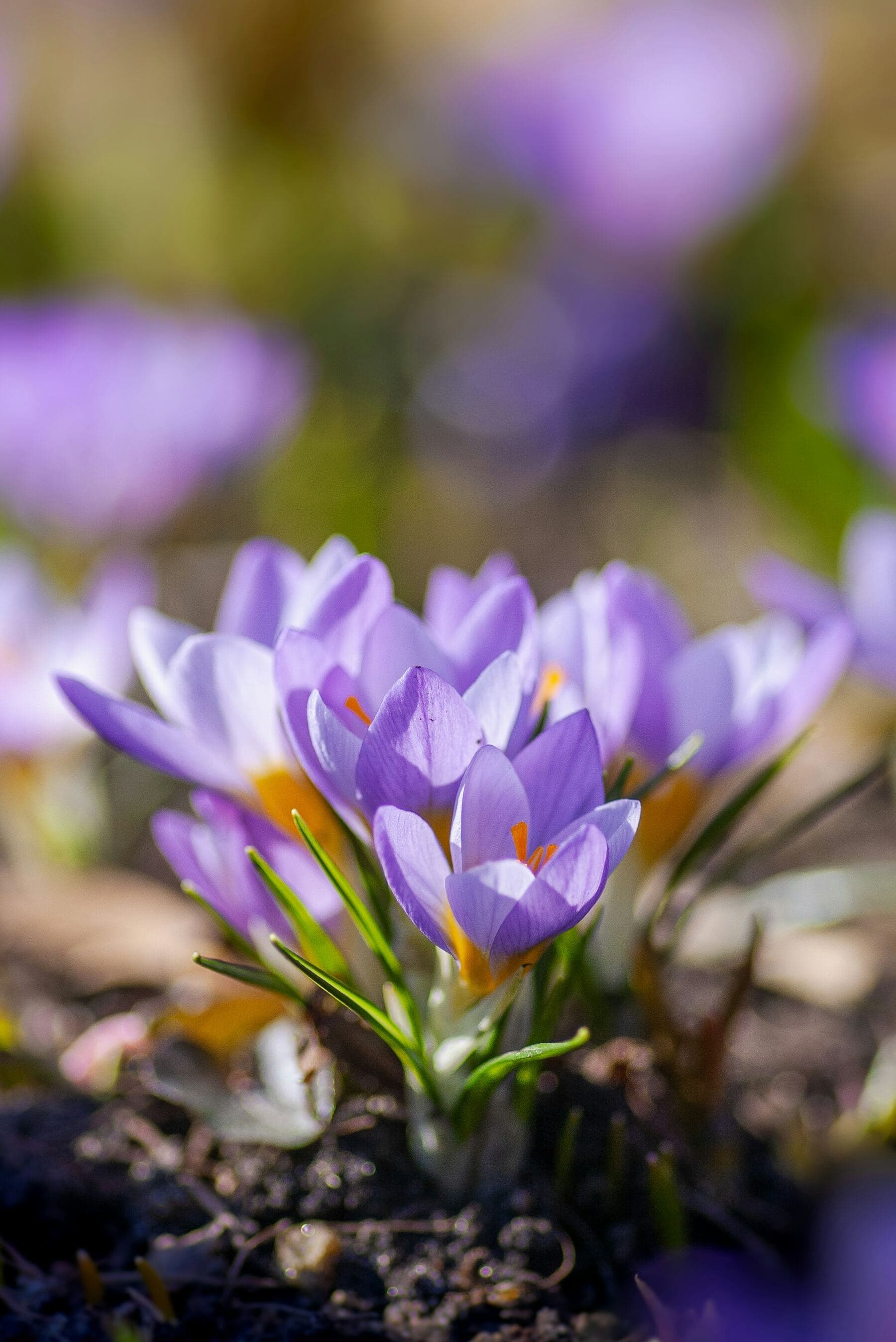 Purple crocus flowers blooming in early spring sunshine