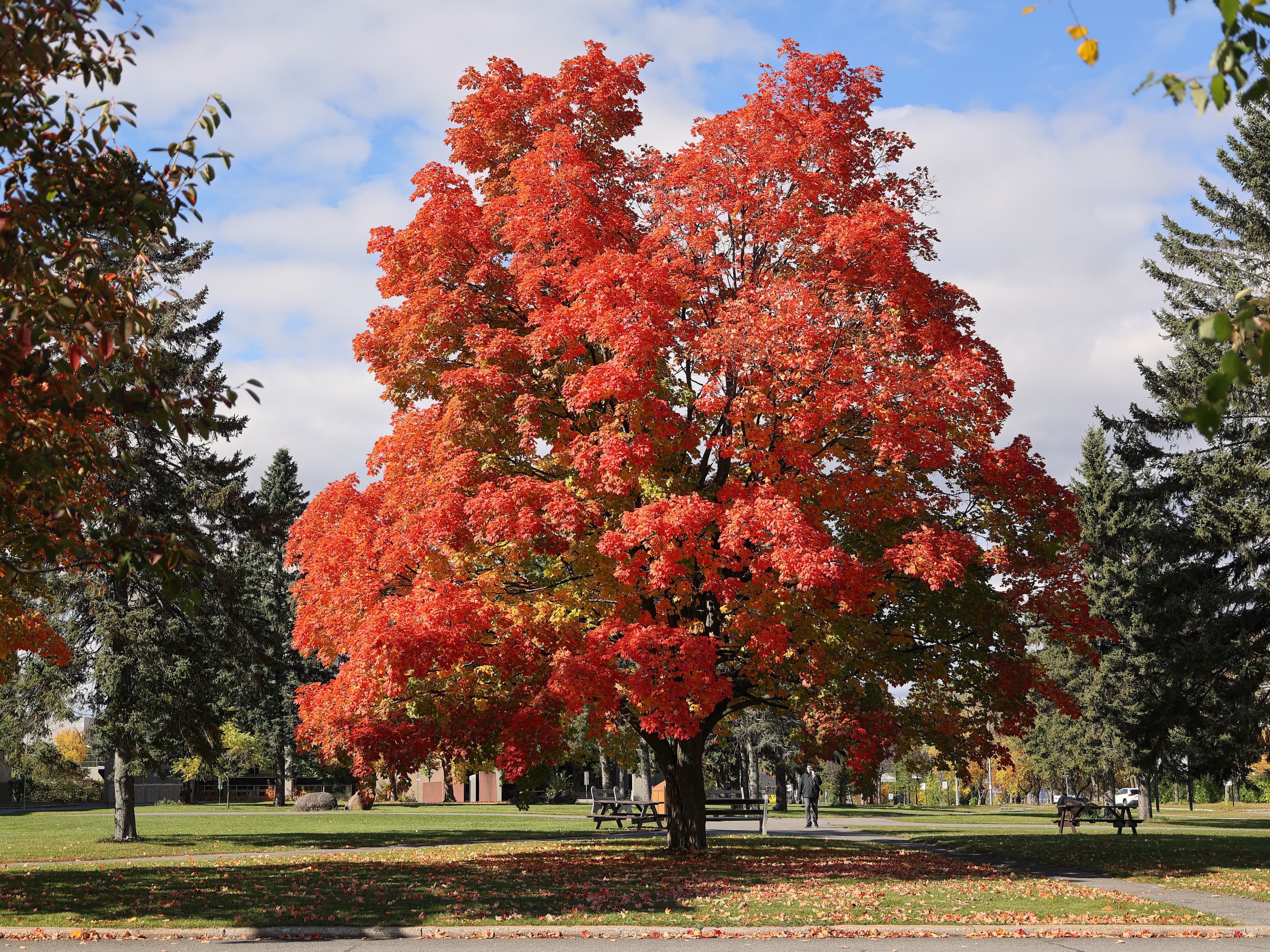 Botanical illustration of Sugar Maple