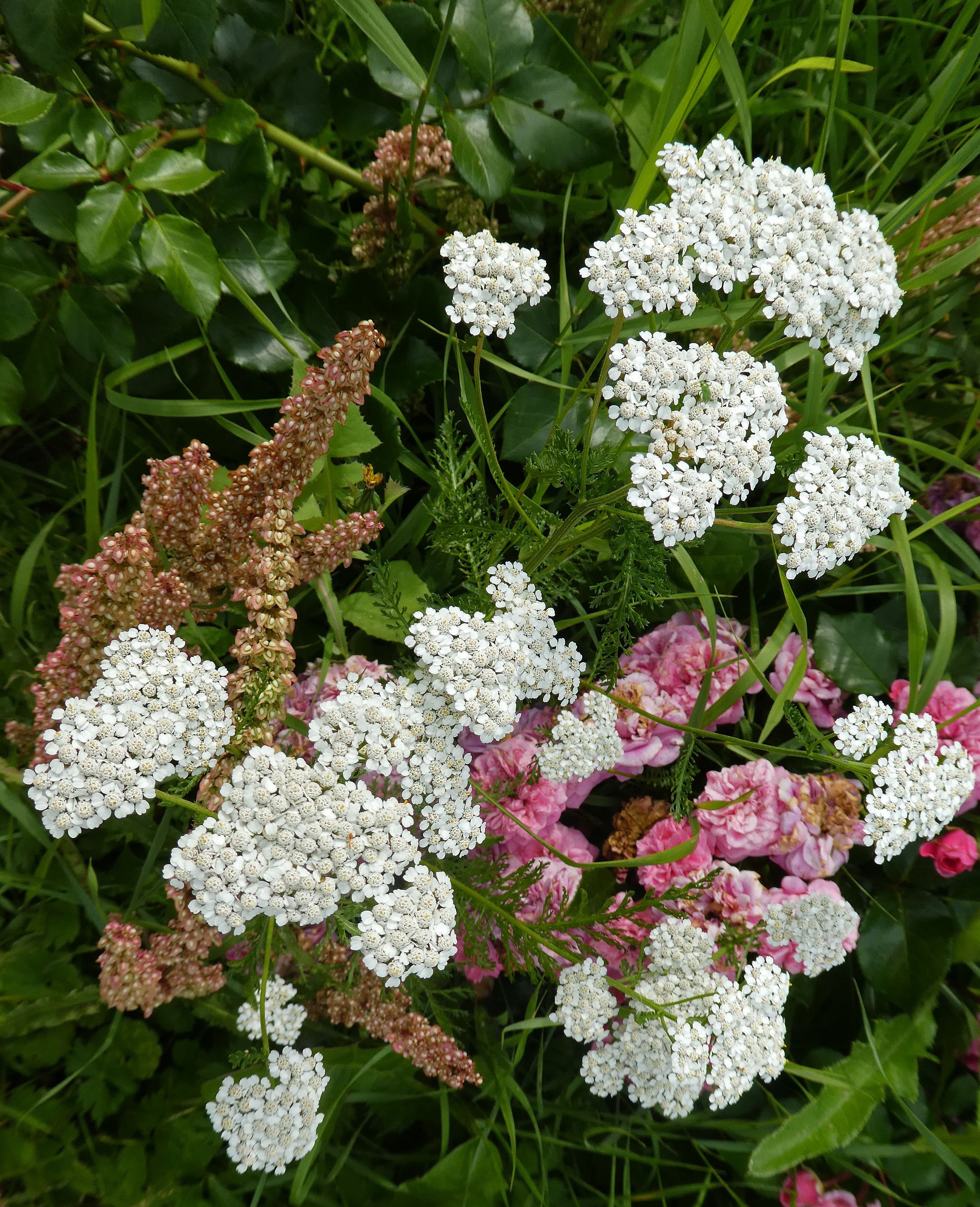 Gallery, Common Yarrow