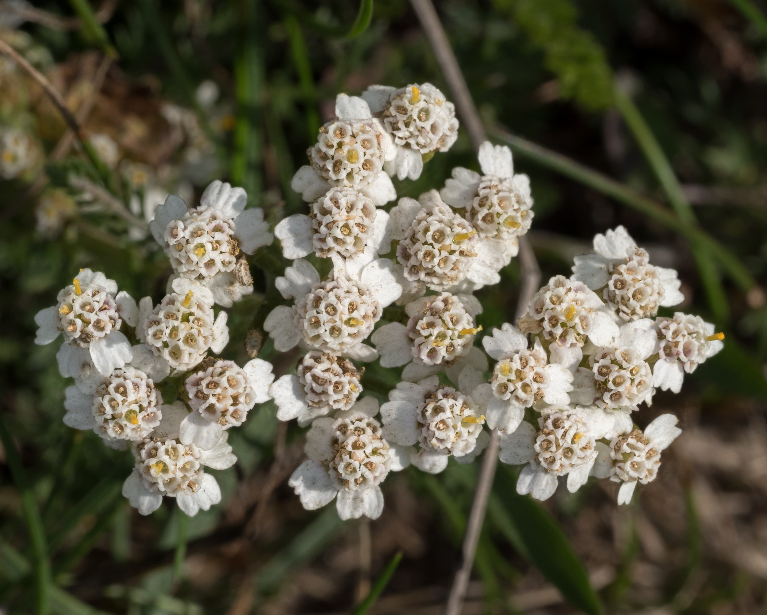 Bloom, Common Yarrow