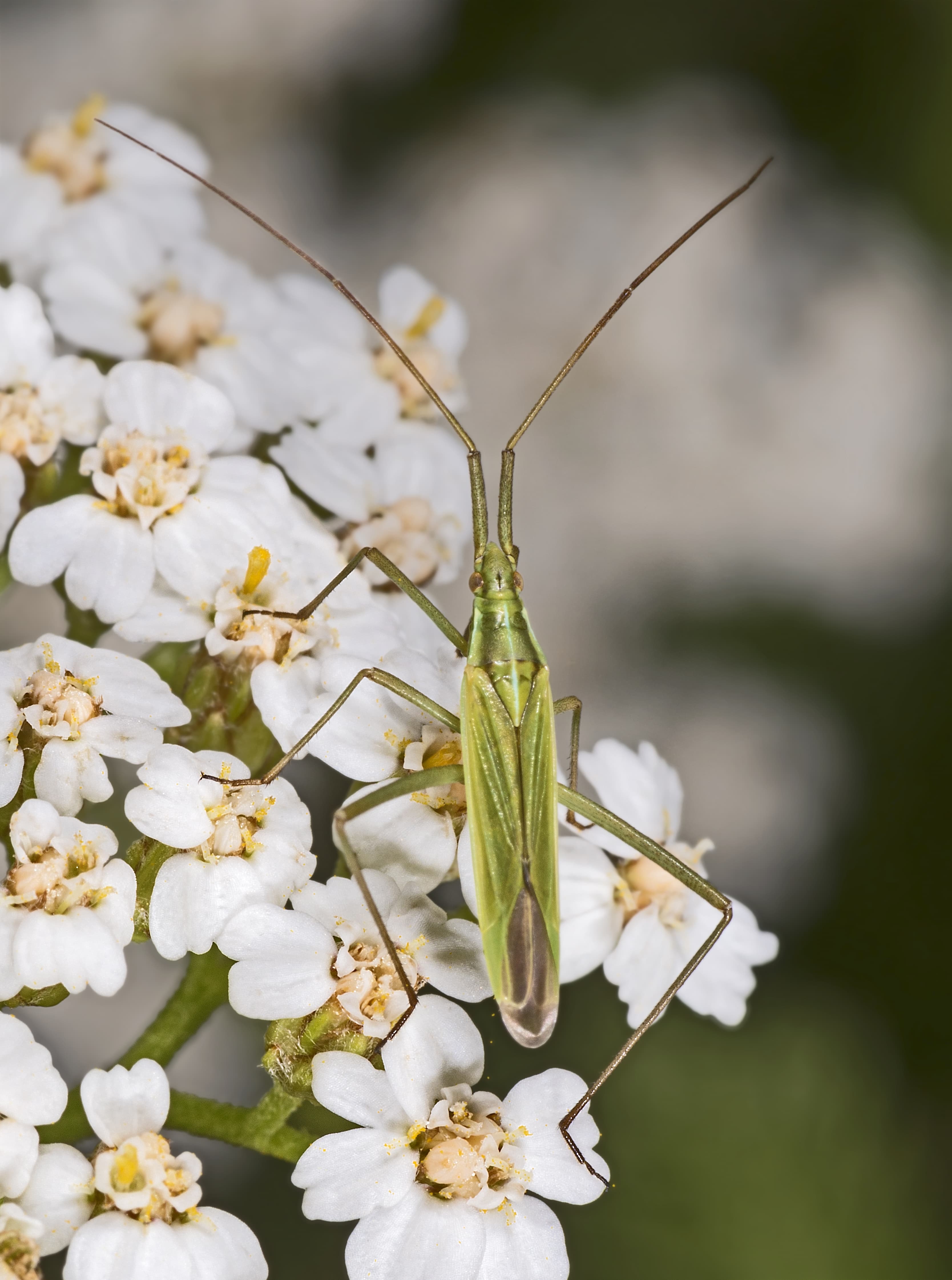 Gallery, Common Yarrow
