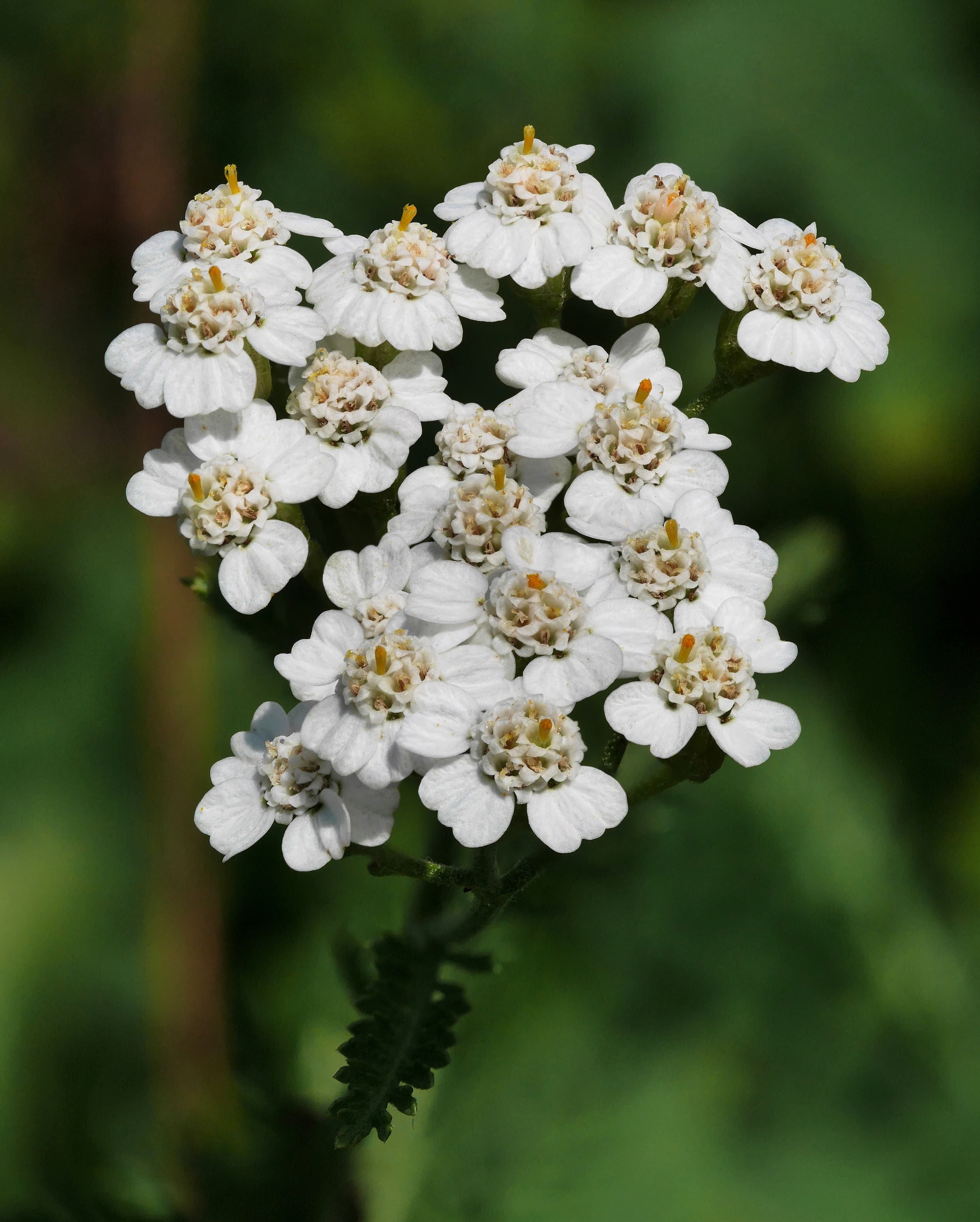 Illustration of Common Yarrow