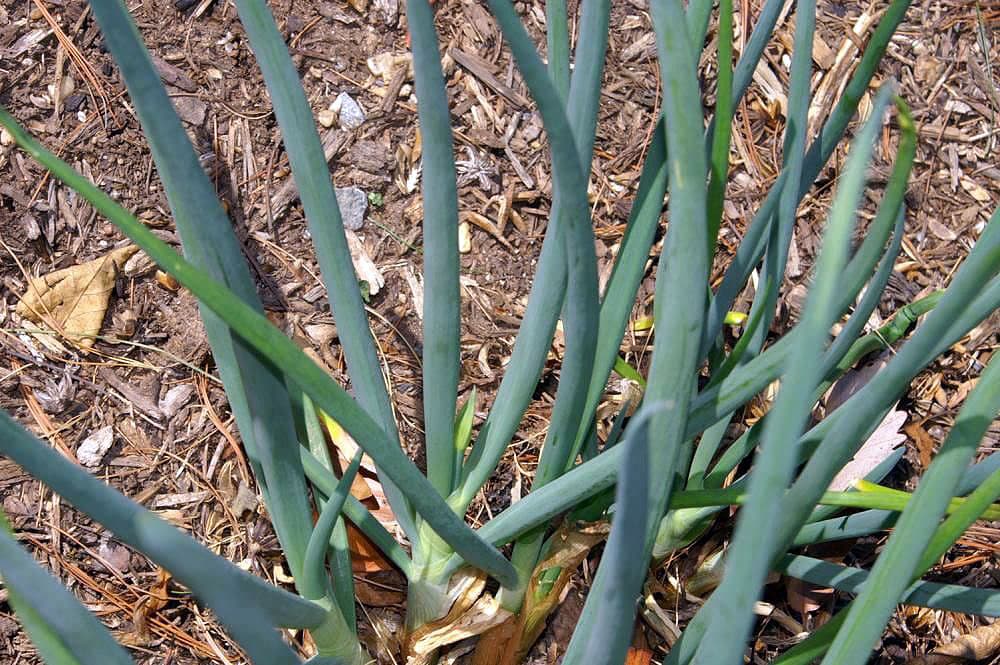Gallery, Garden Onion