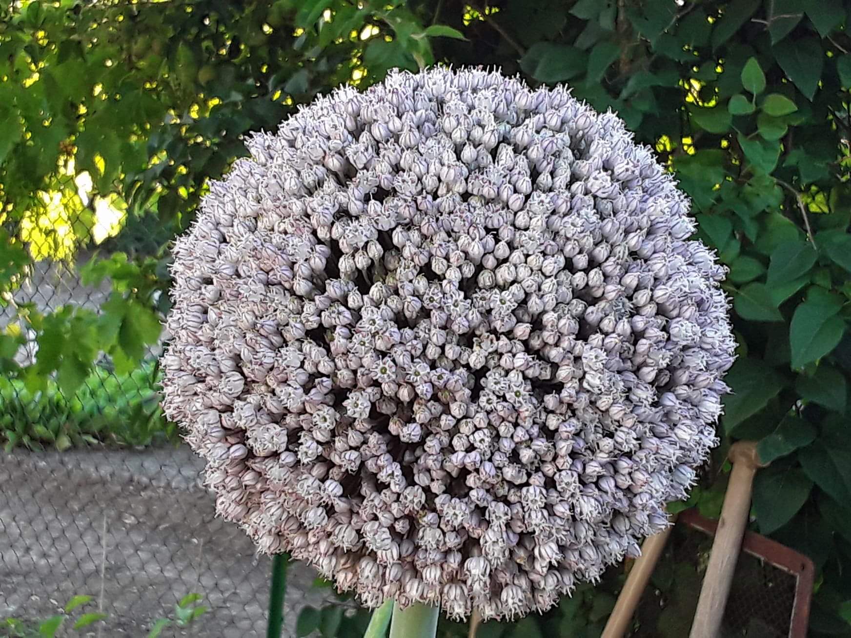 Bloom, Garden Onion