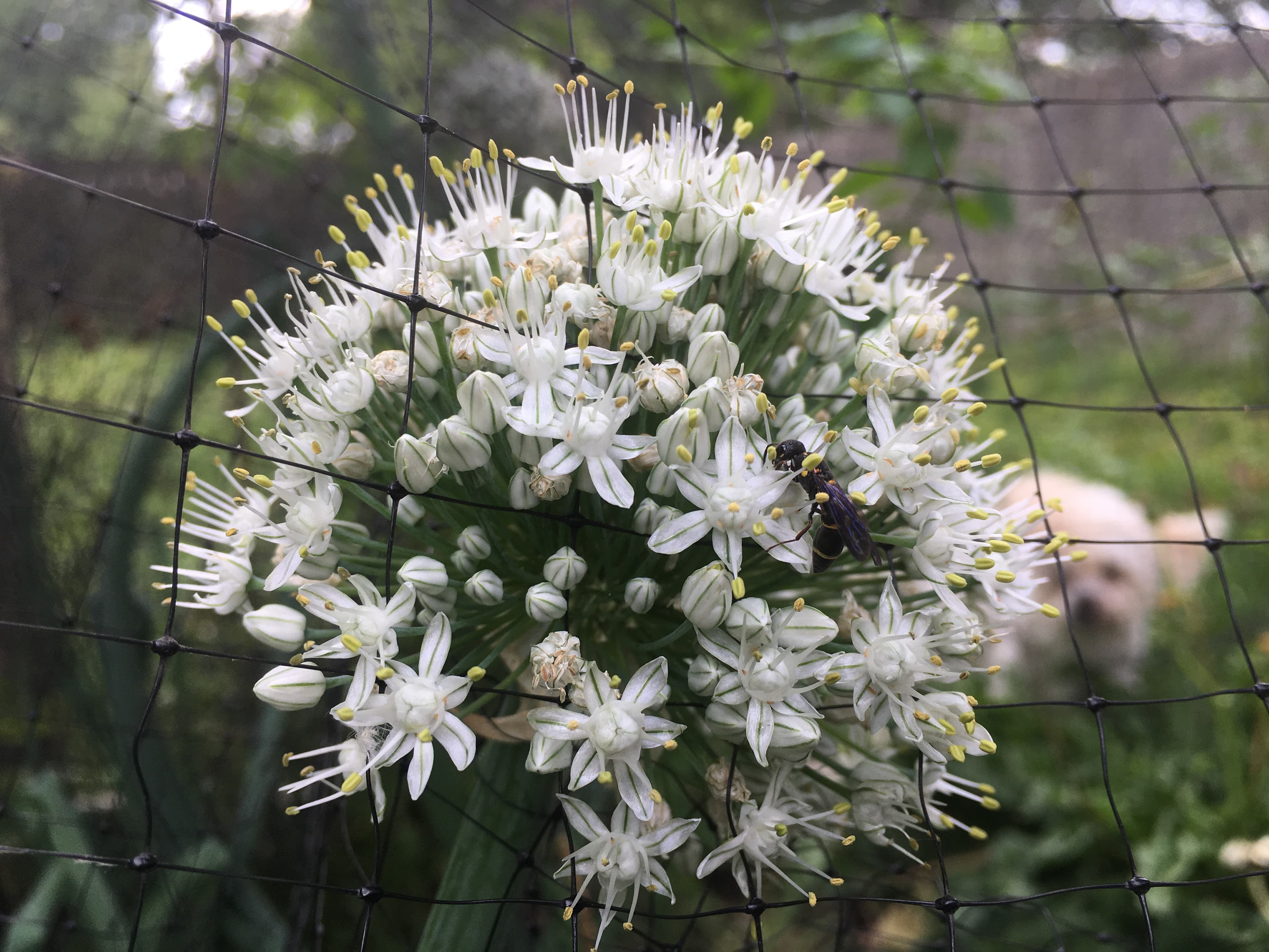 Gallery, Garden Onion