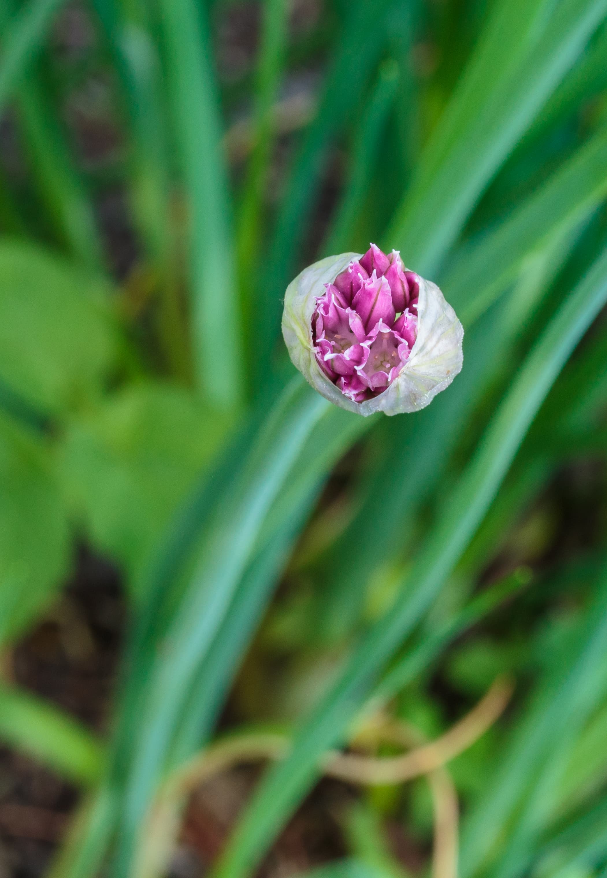 Botanical illustration of Wild Chives
