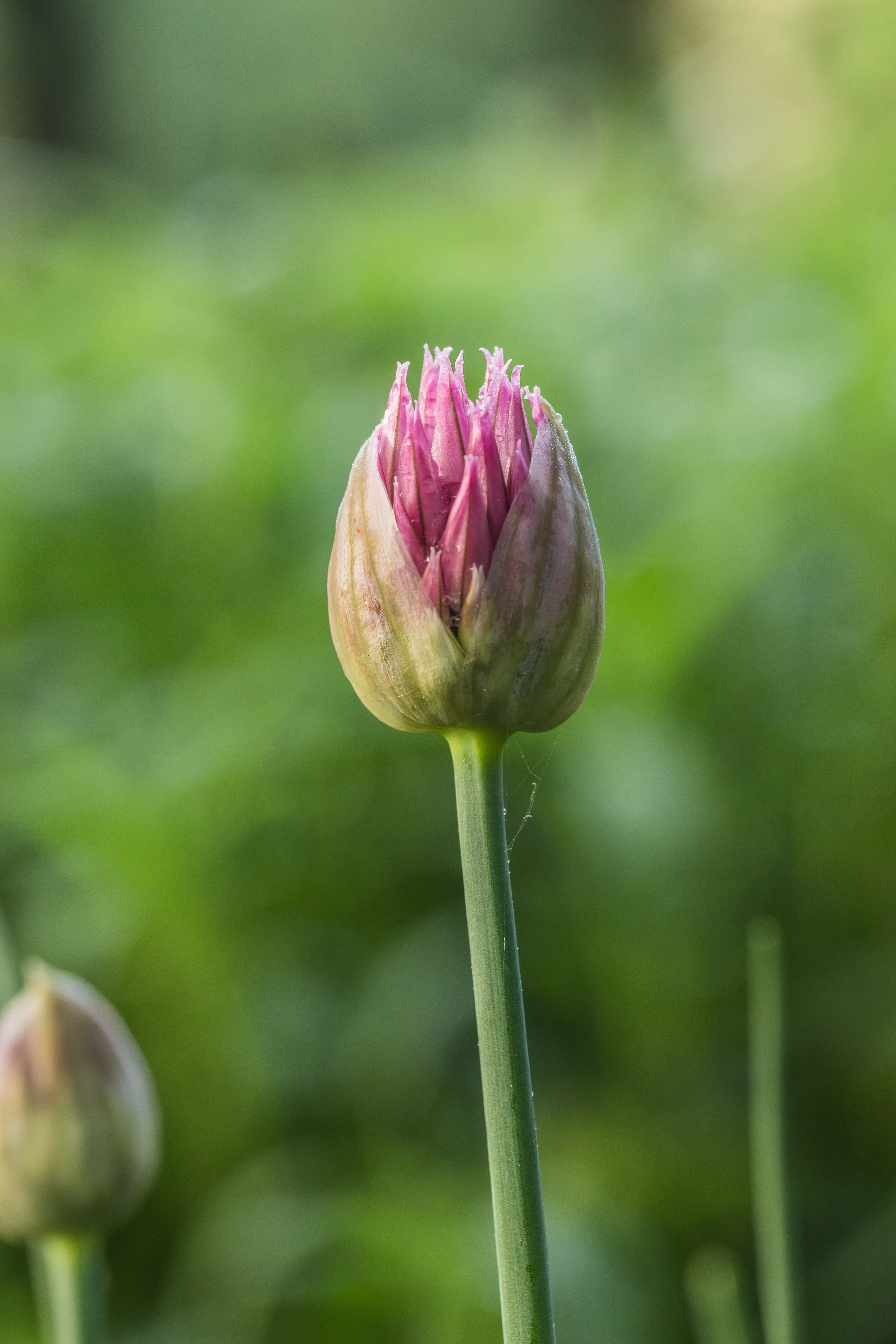 Bloom, Wild Chives