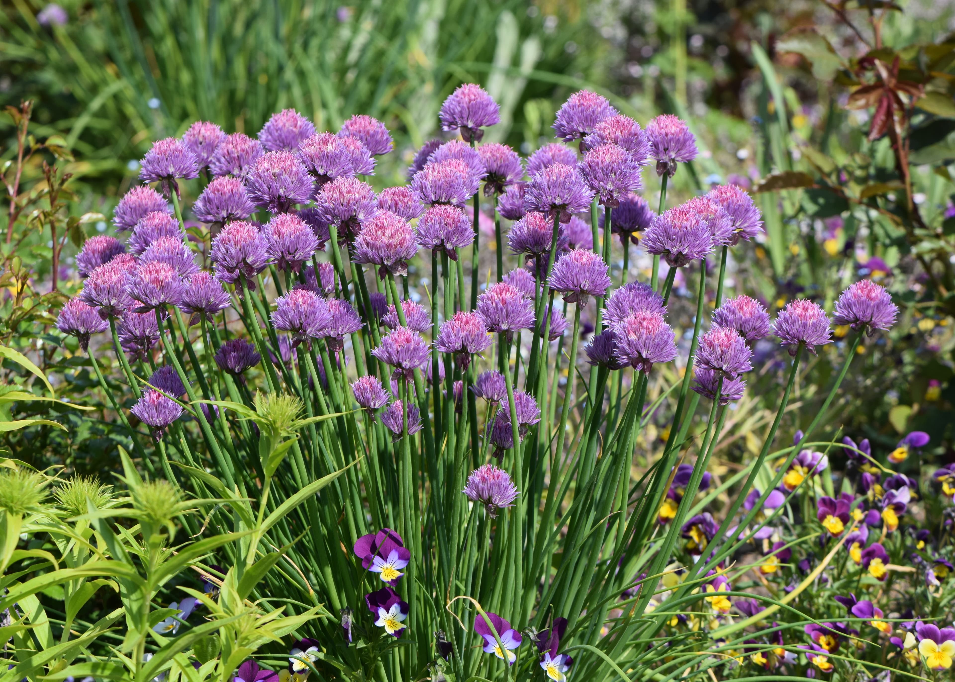 Gallery, Wild Chives