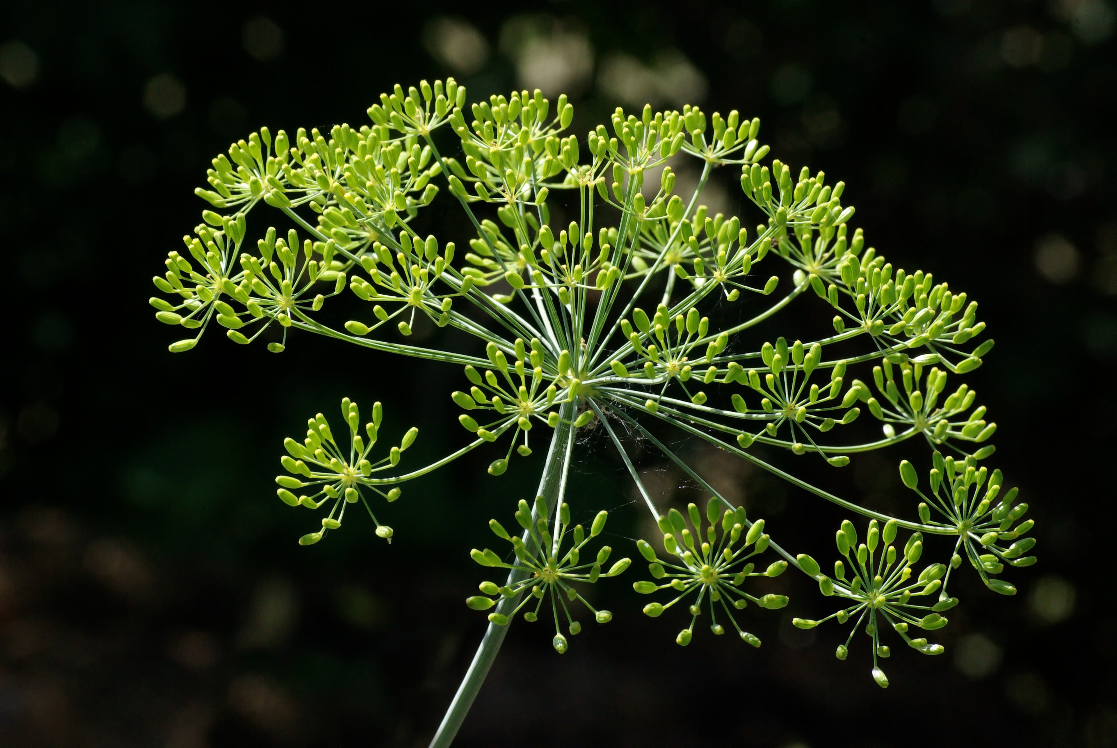 Illustration of Dill