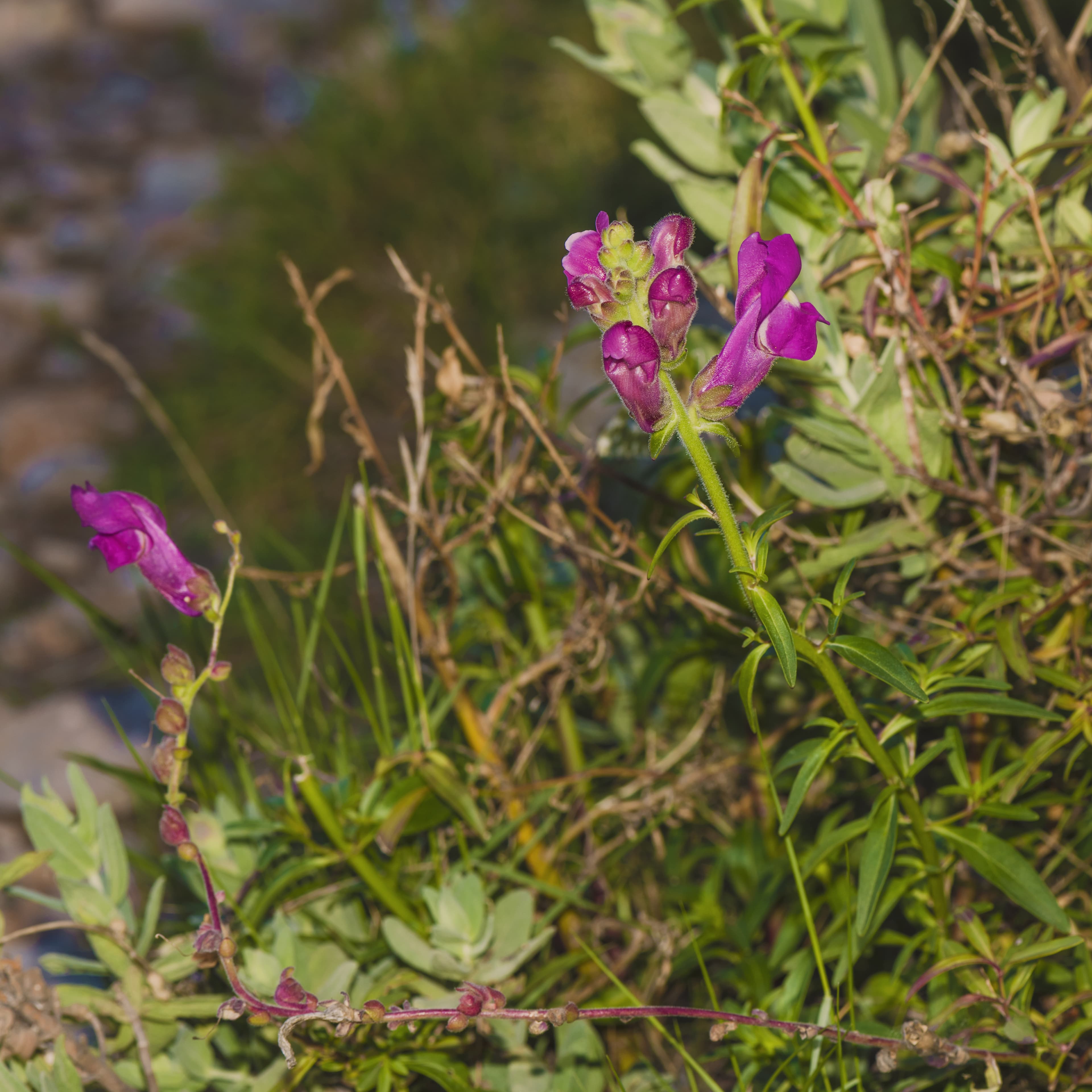 Illustration of Snapdragon