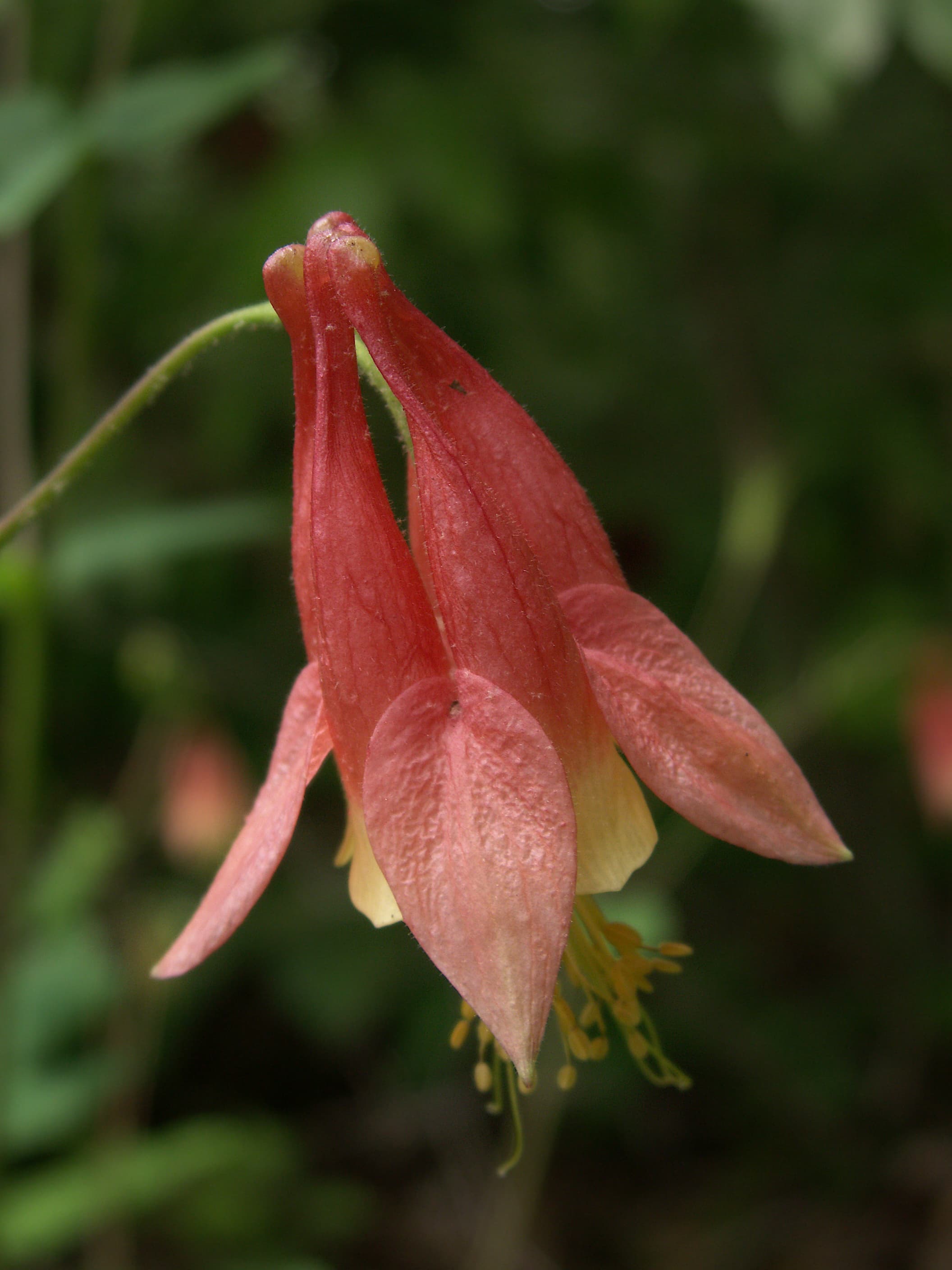 Gallery, Red Columbine