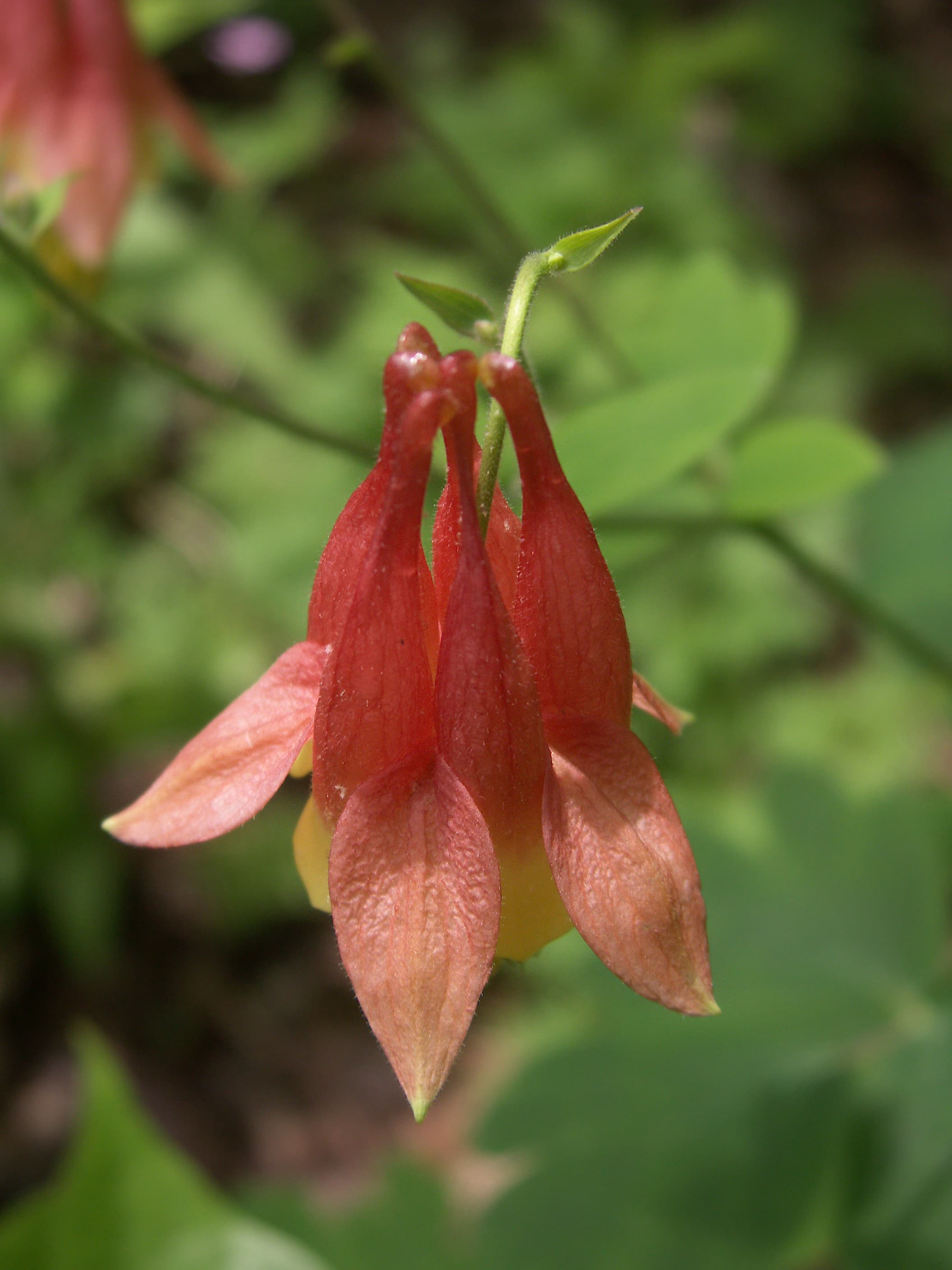 Gallery, Red Columbine
