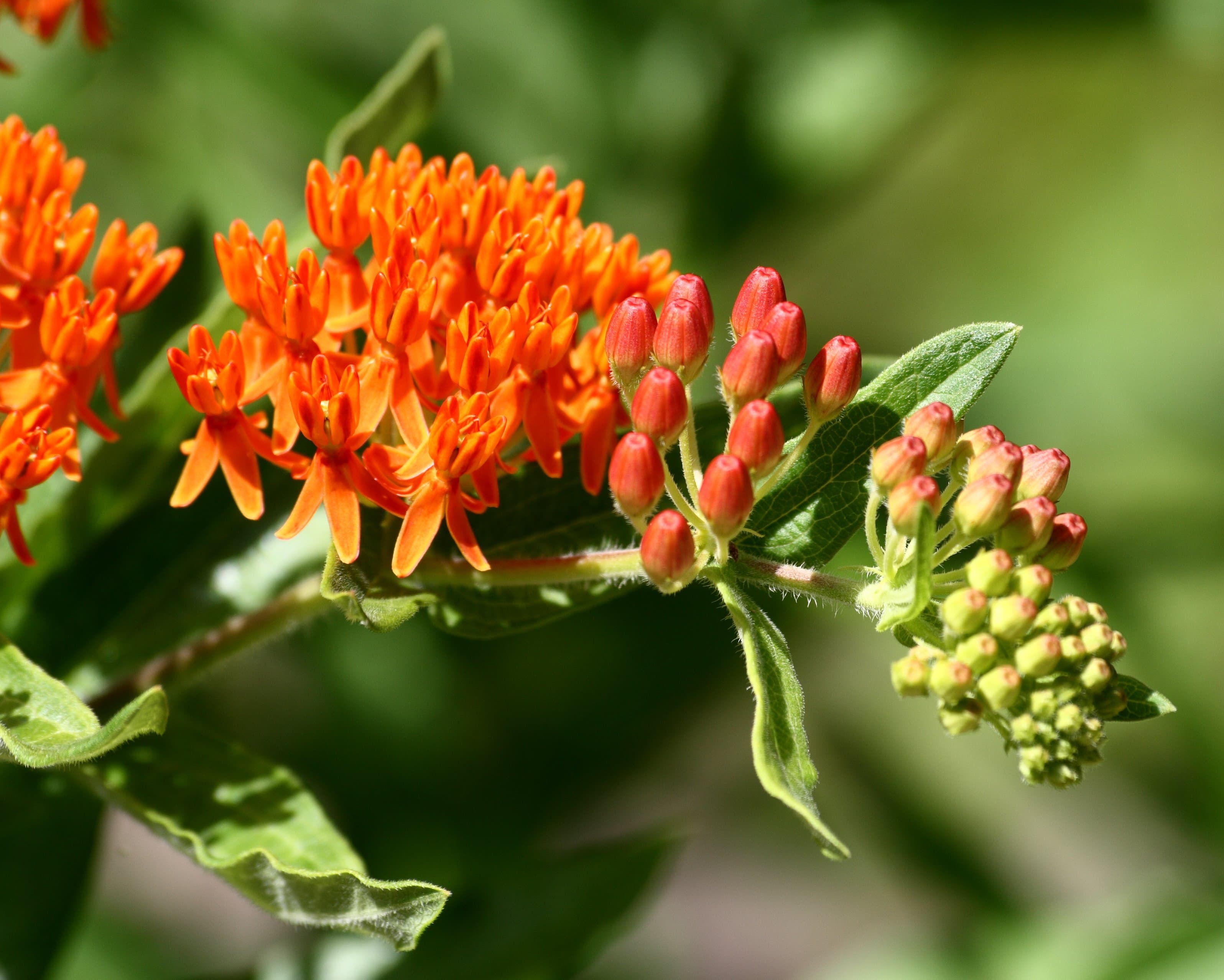 Gallery, Butterfly Milkweed