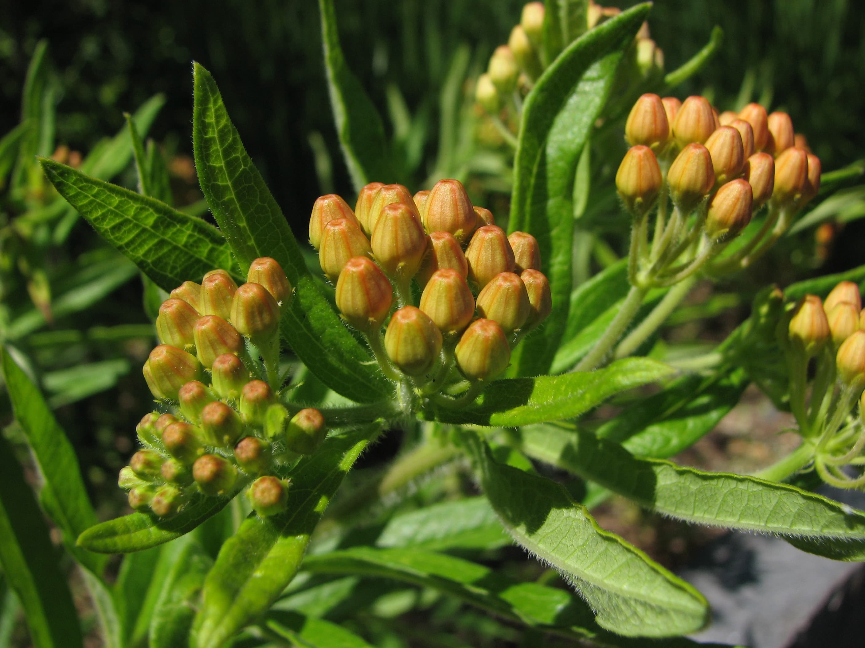Gallery, Butterfly Milkweed