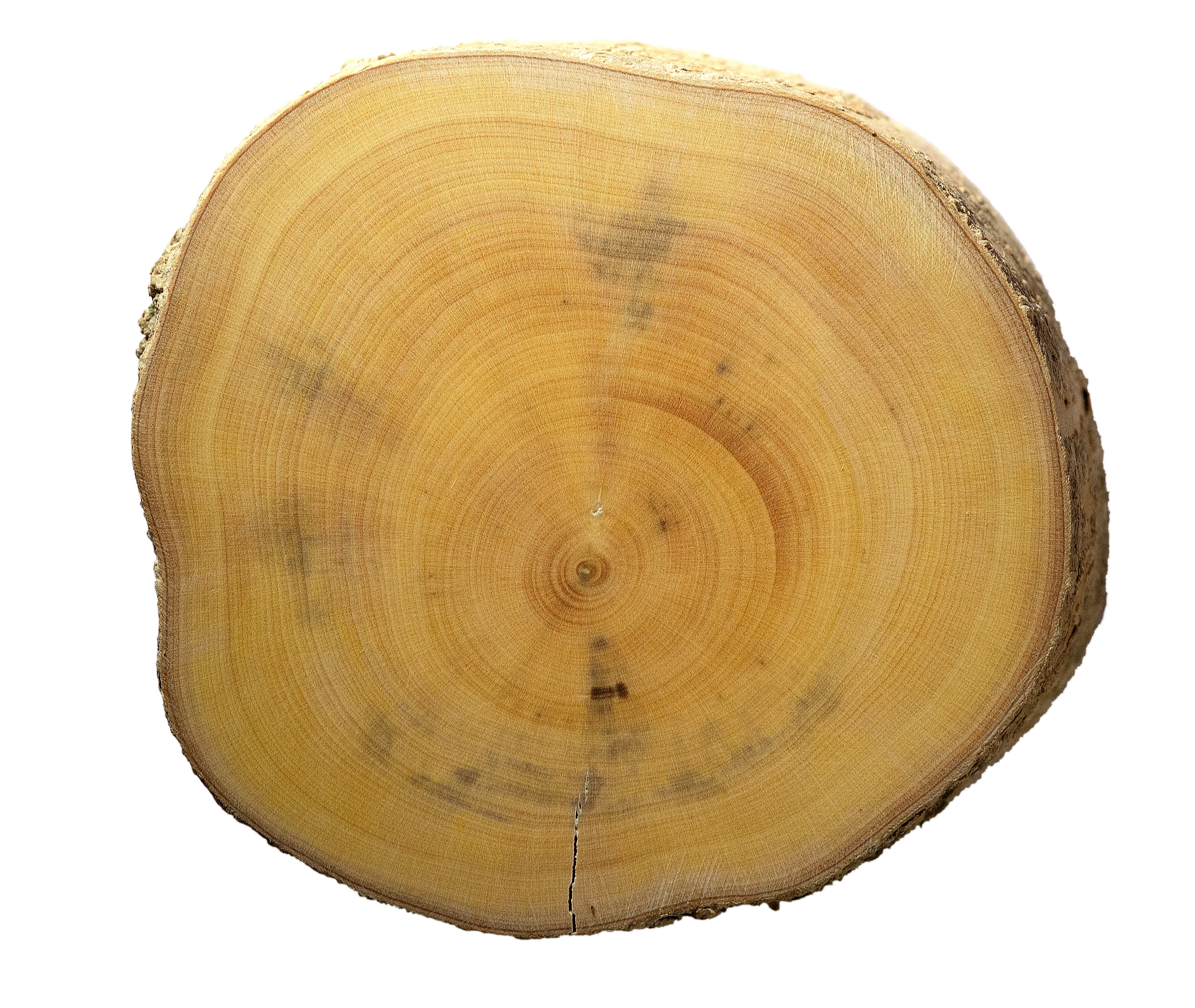 Gallery, Buddleja Sessiliflora