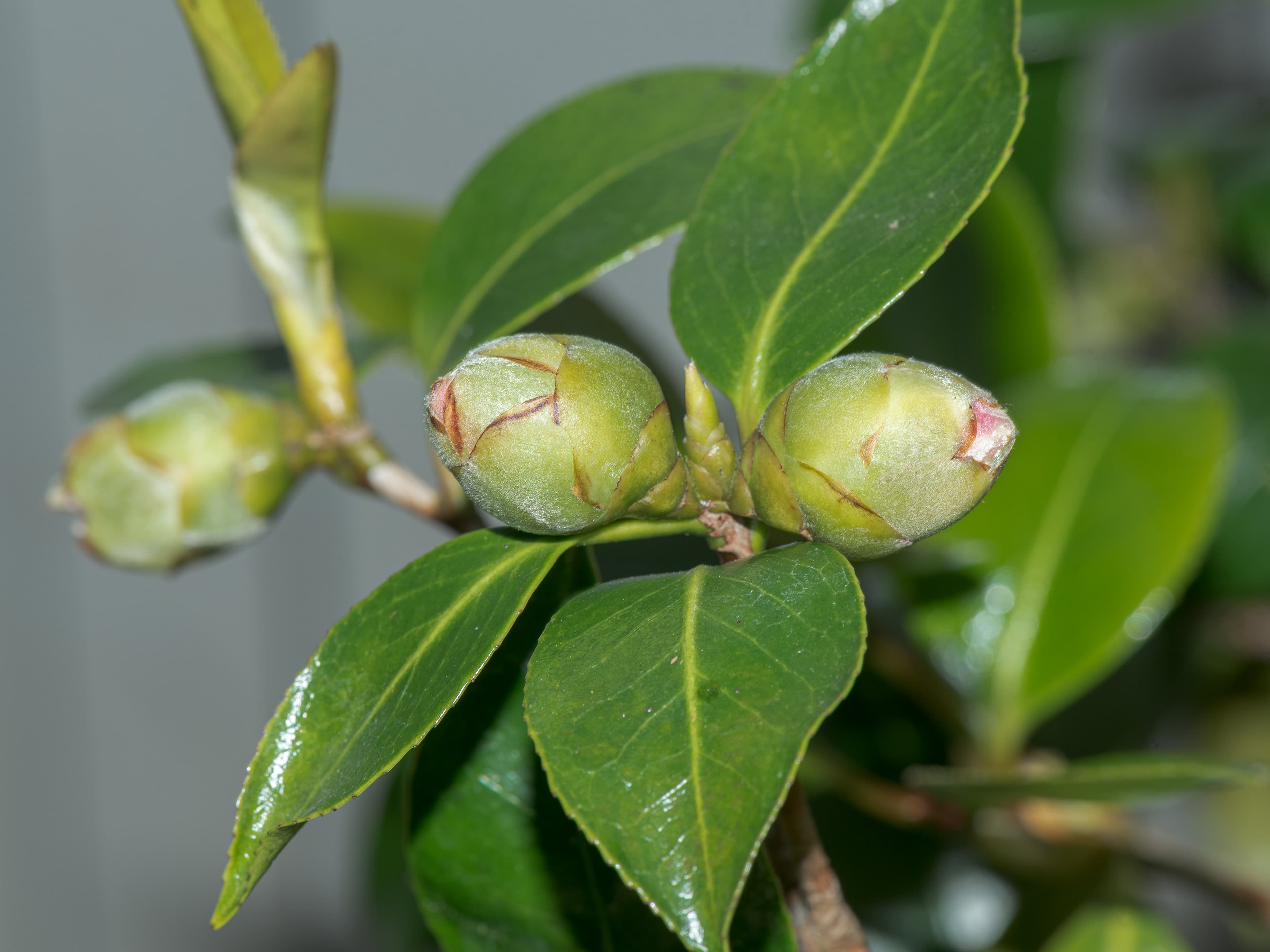 Bloom, Japanese Camellia