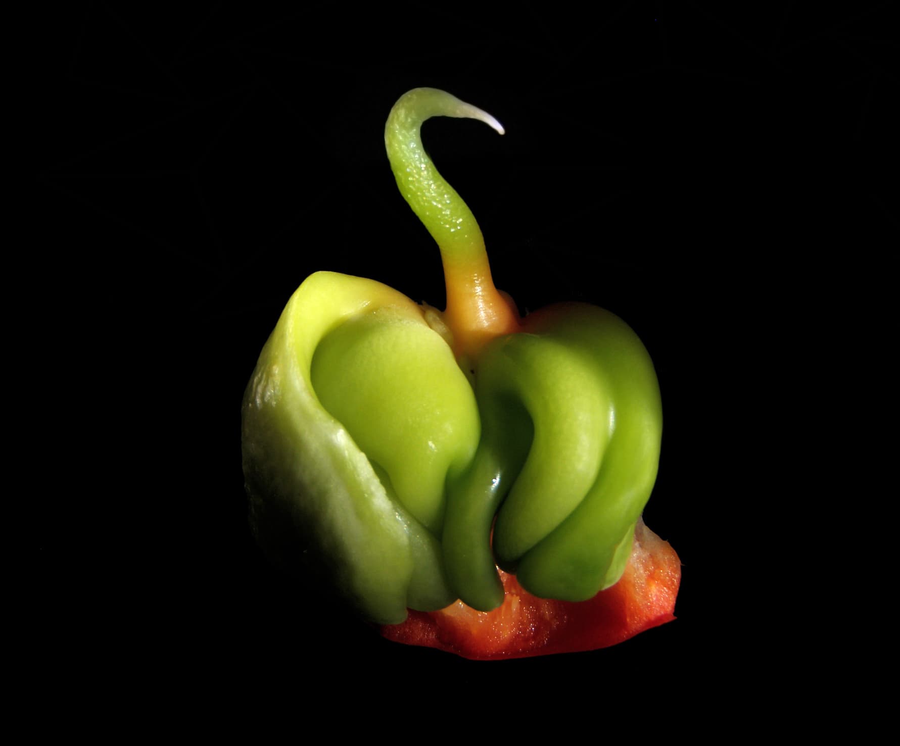 Illustration of Bell Pepper