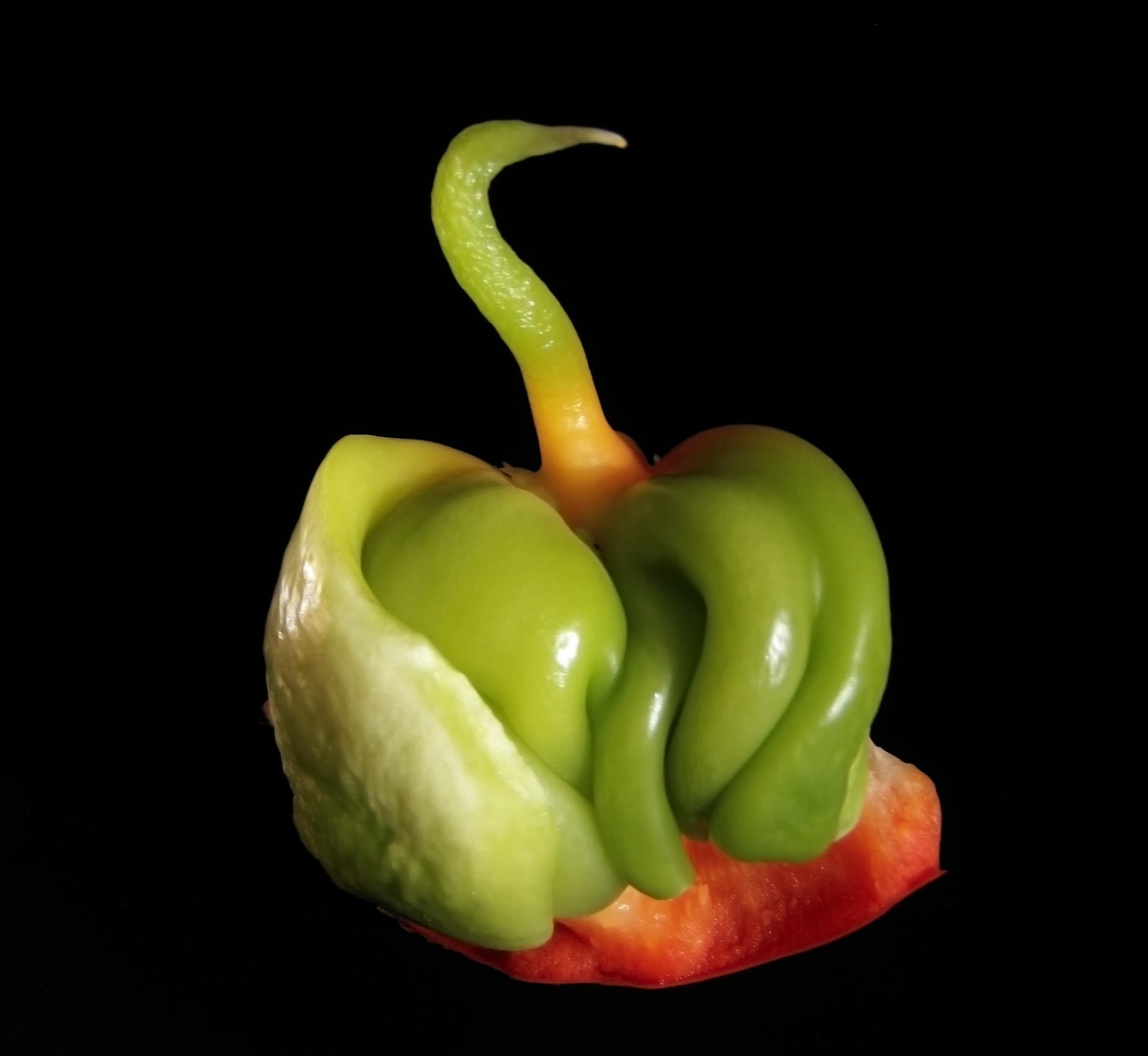 Gallery, Bell Pepper