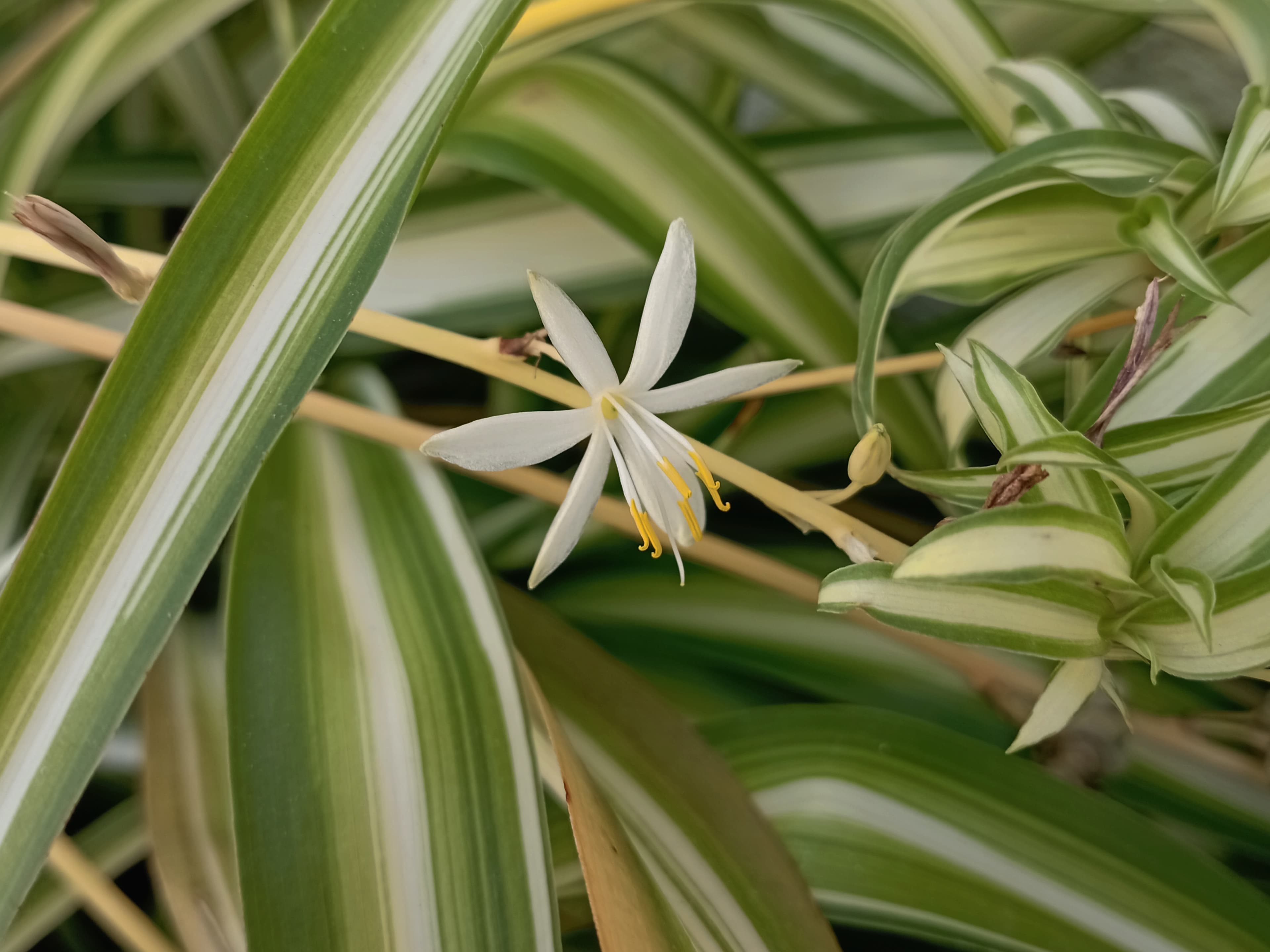 Gallery, Spider Plant