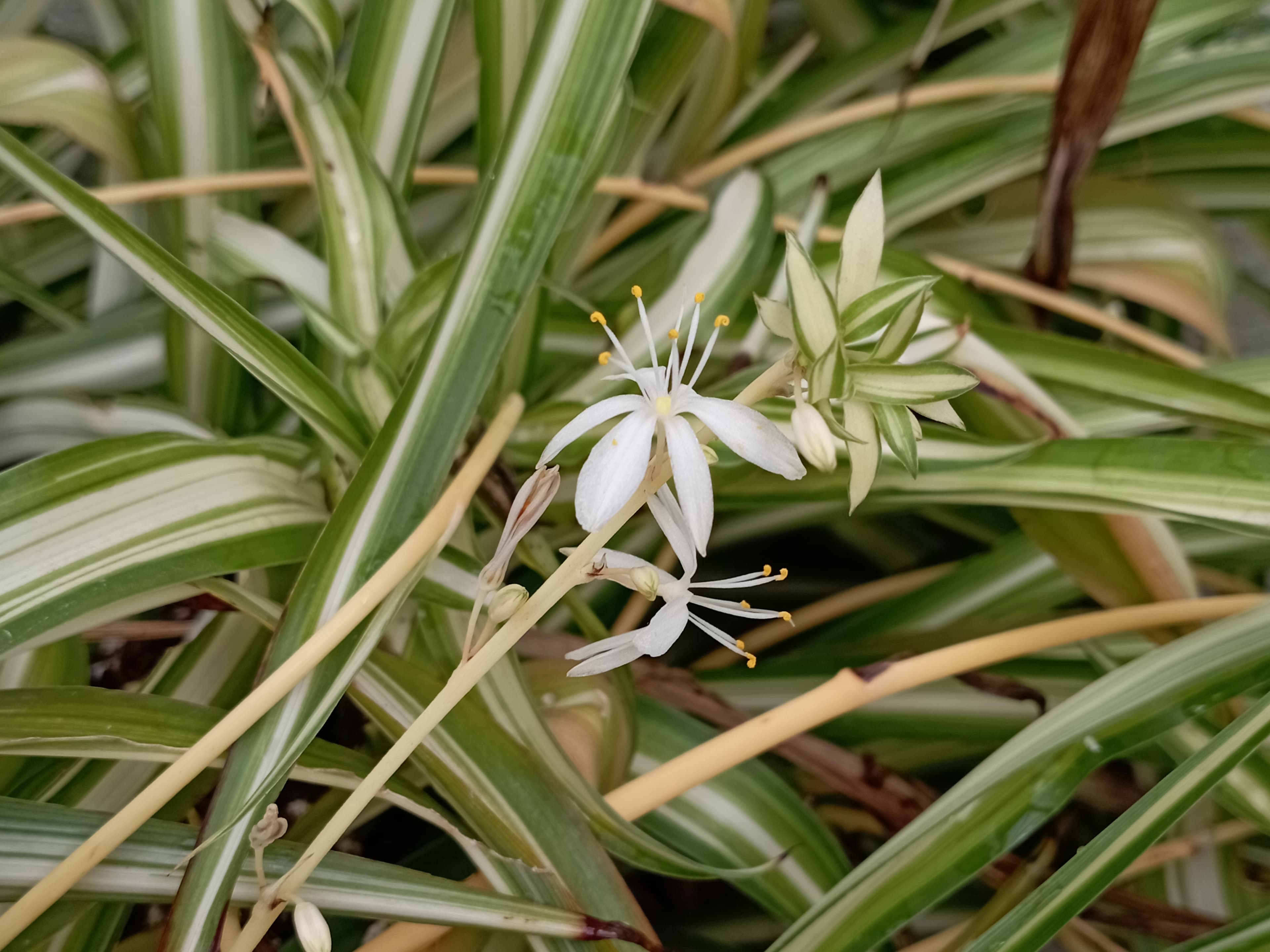 Gallery, Spider Plant