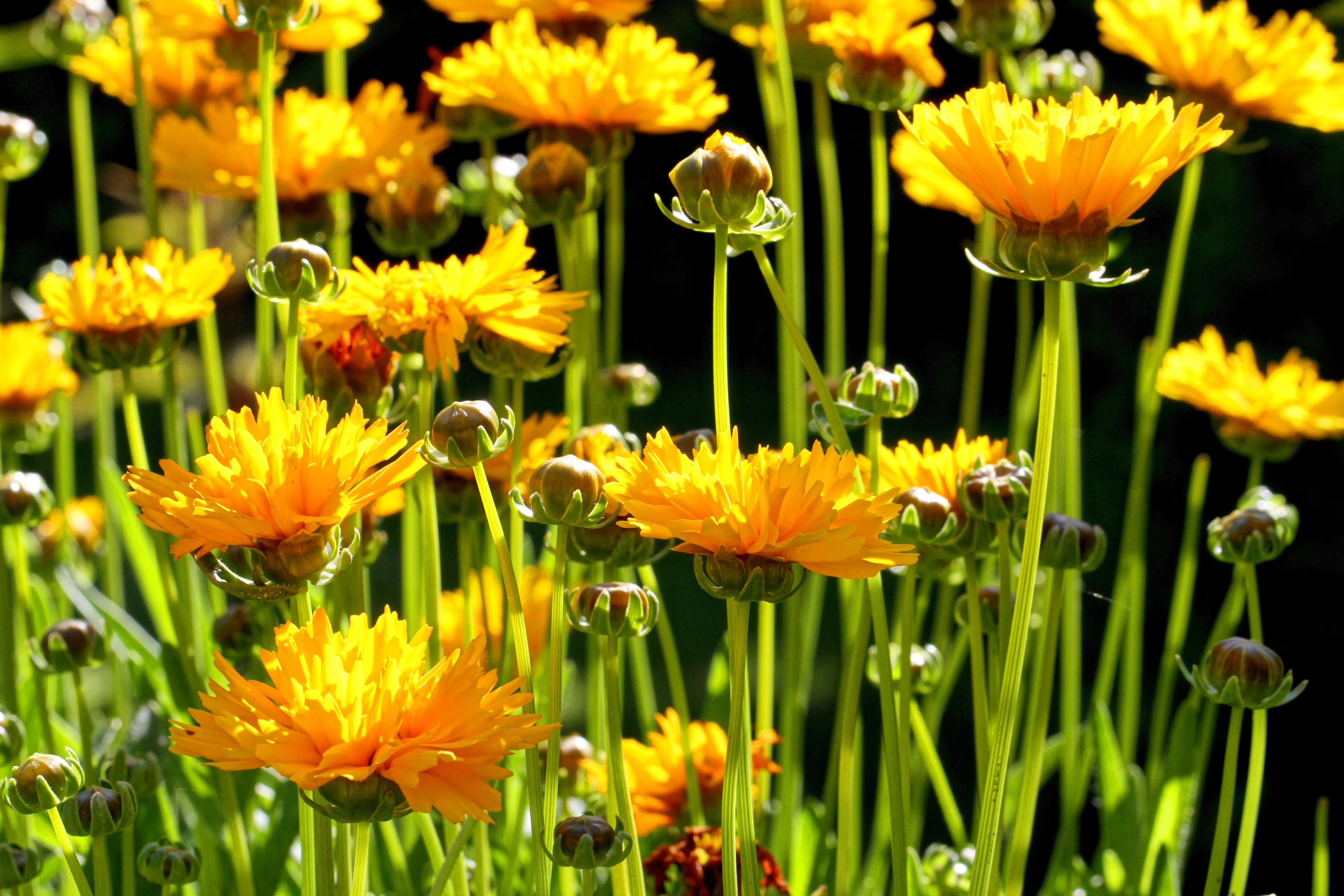 Botanical illustration of Collomia Grandiflora