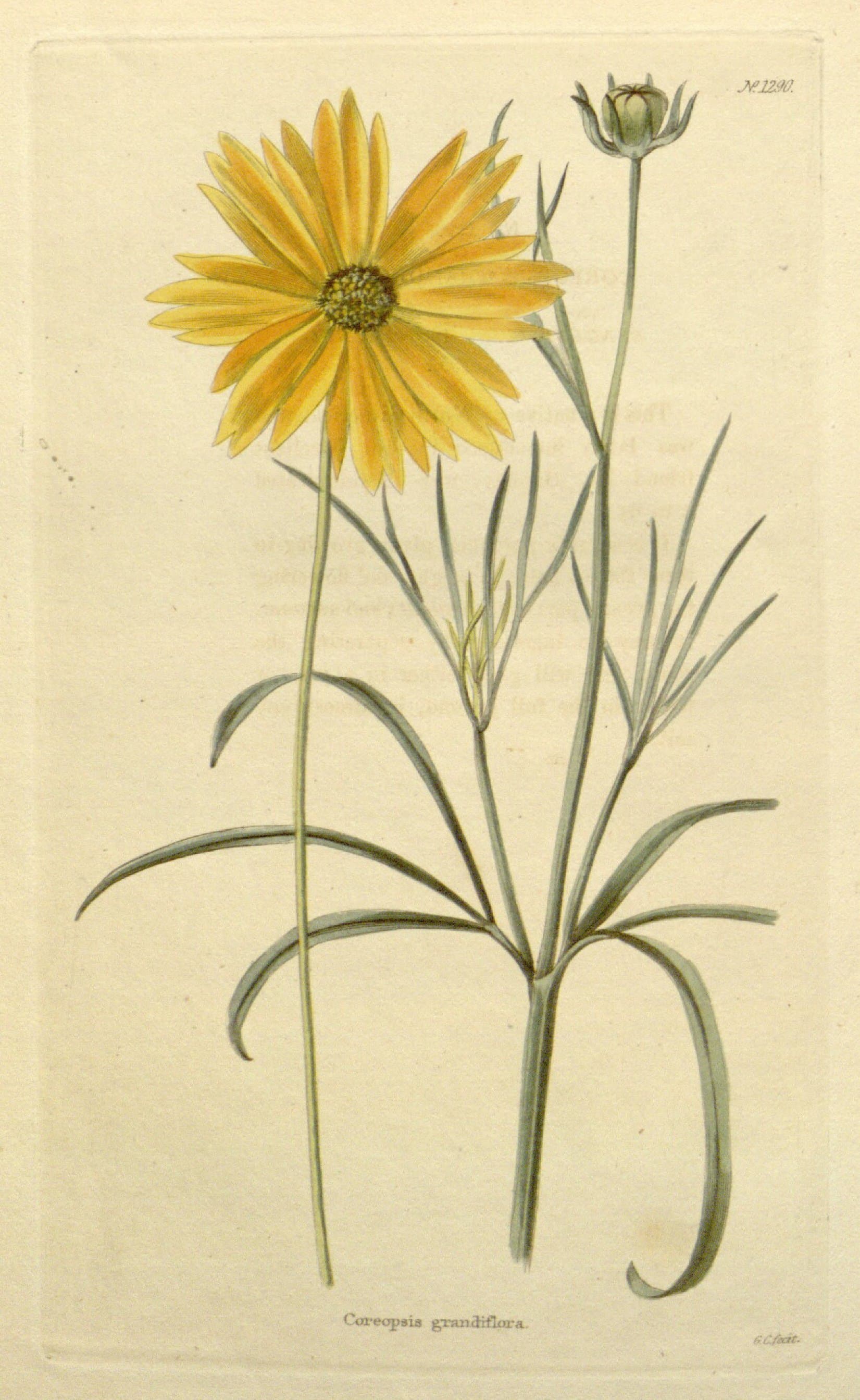 Gallery, Largeflower Tickseed