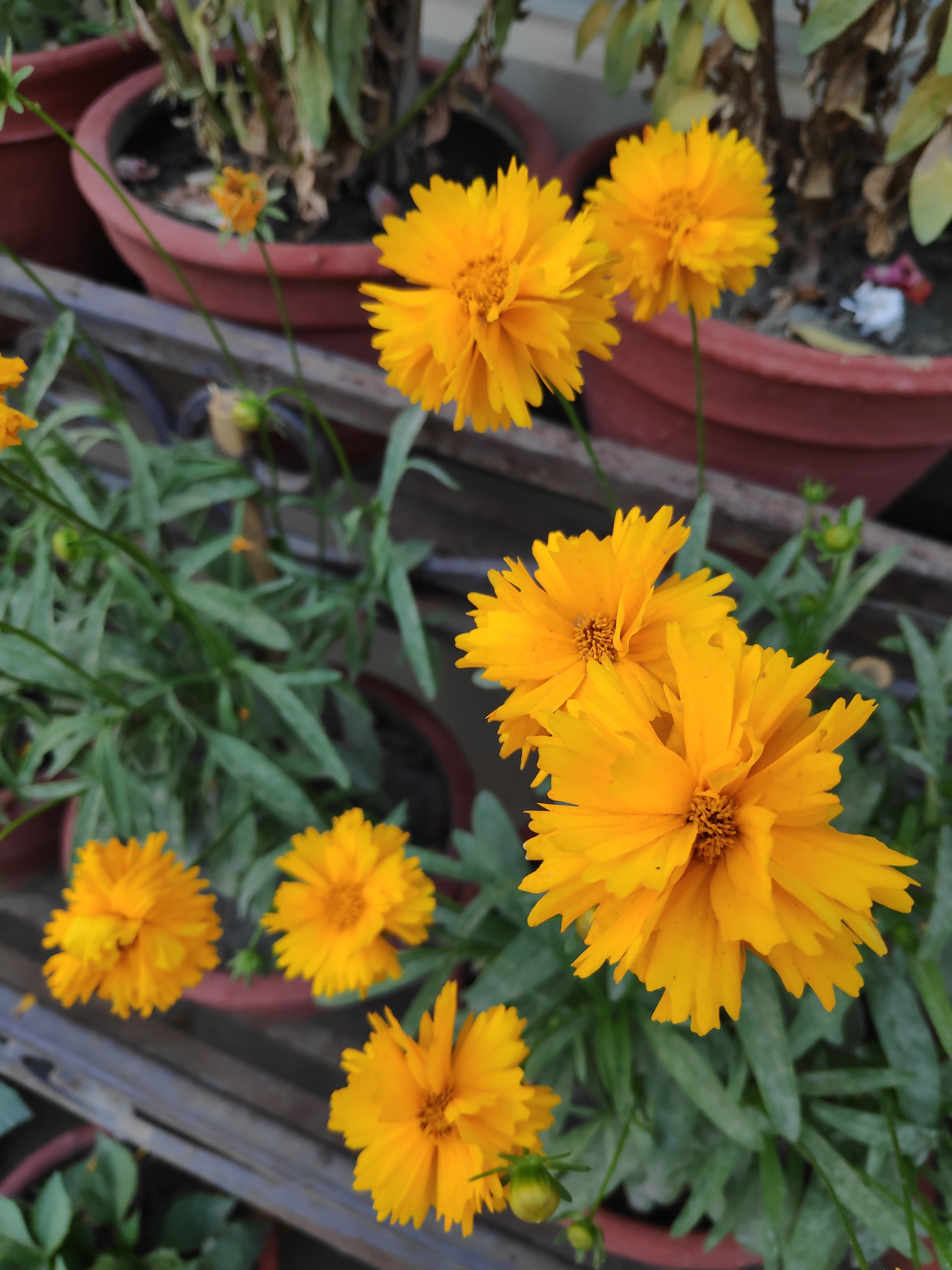 Gallery, Largeflower Tickseed