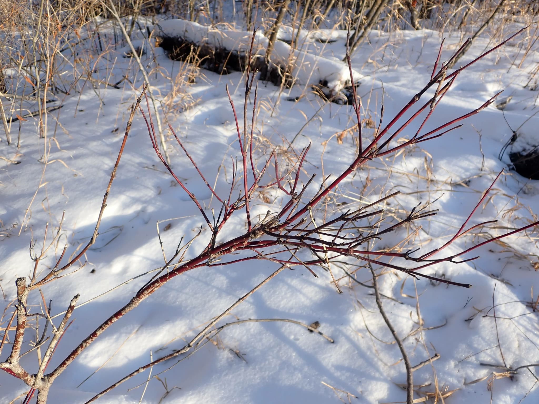 Bloom, Redosier Dogwood