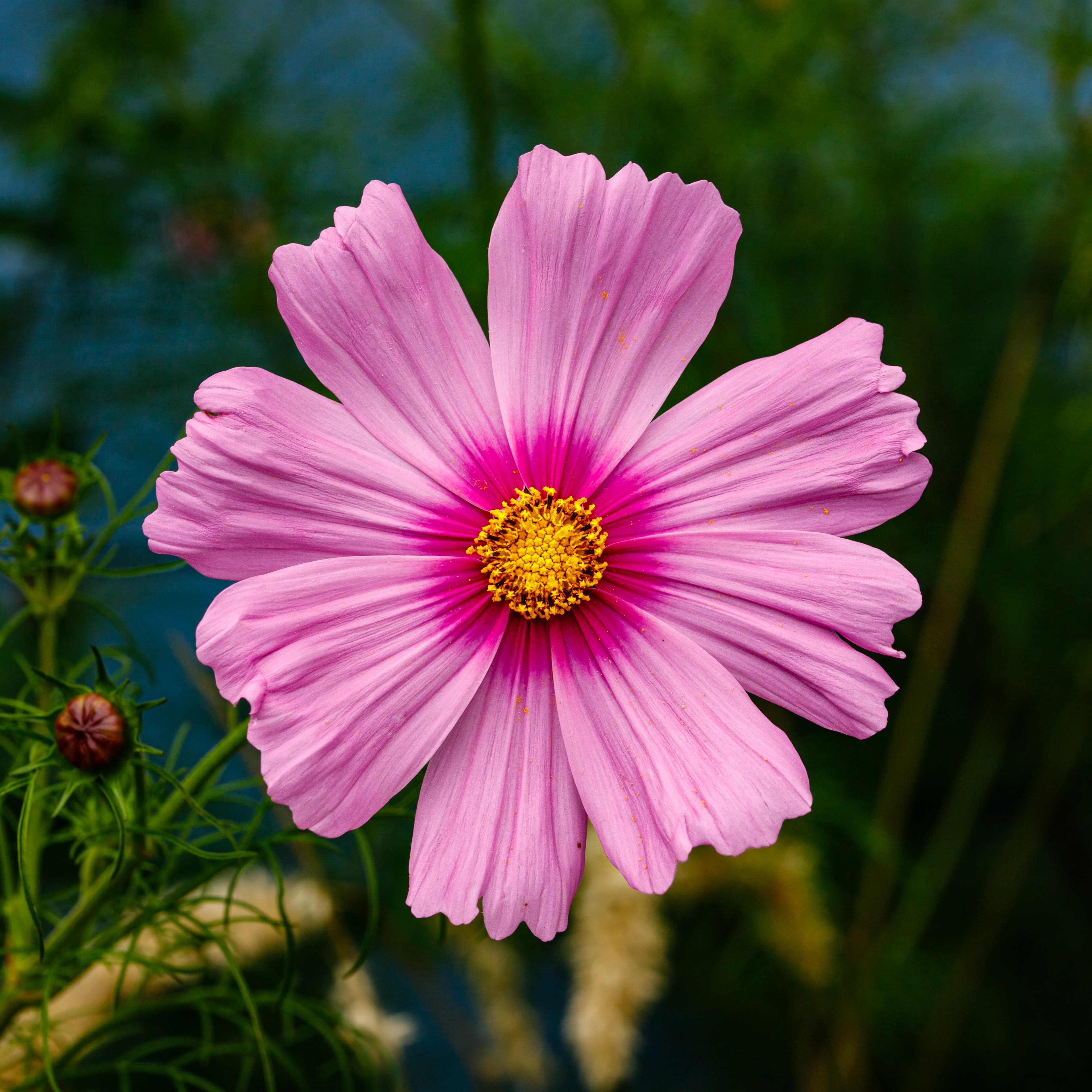 Bloom, Garden Cosmos