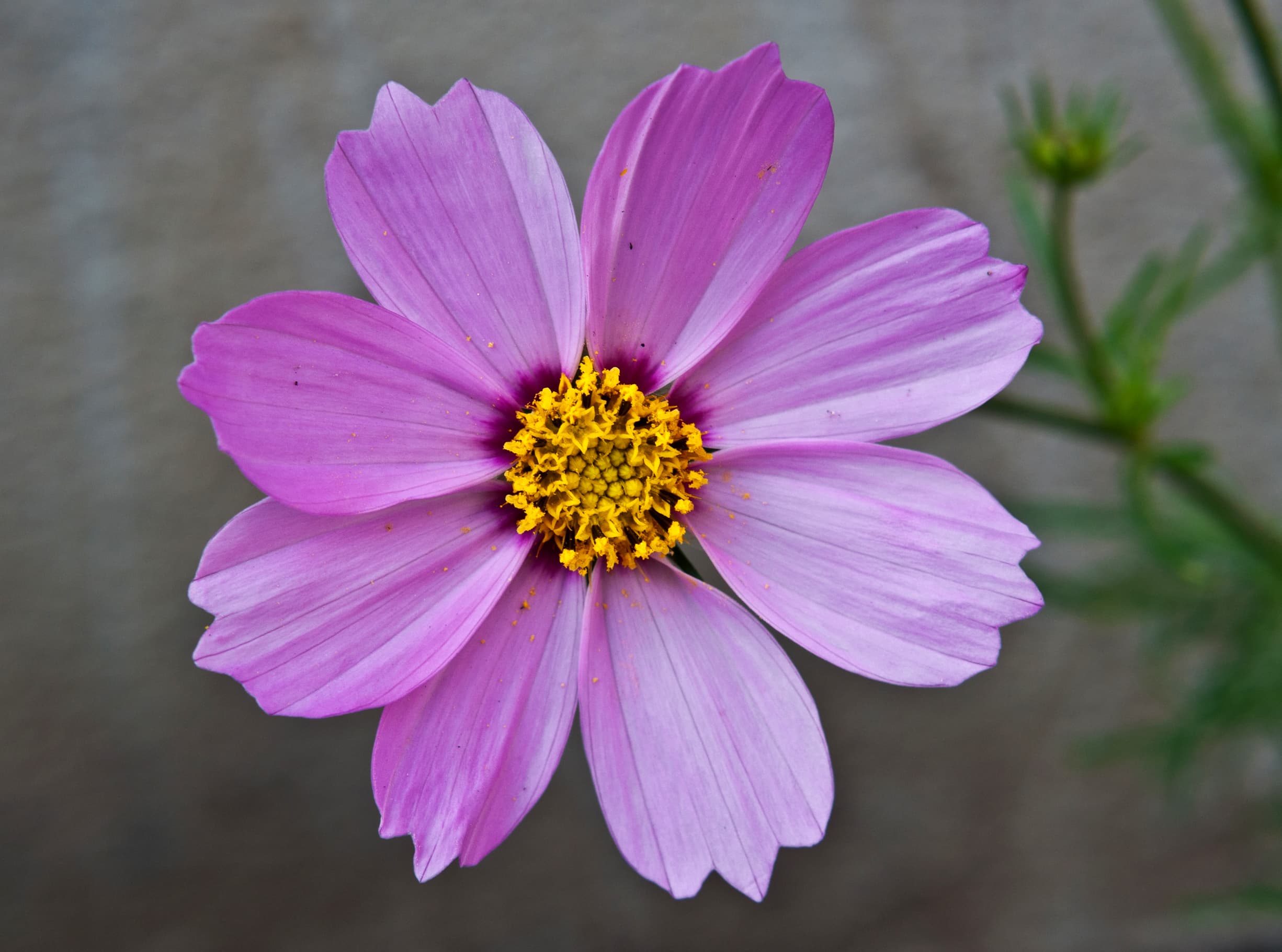 Gallery, Garden Cosmos