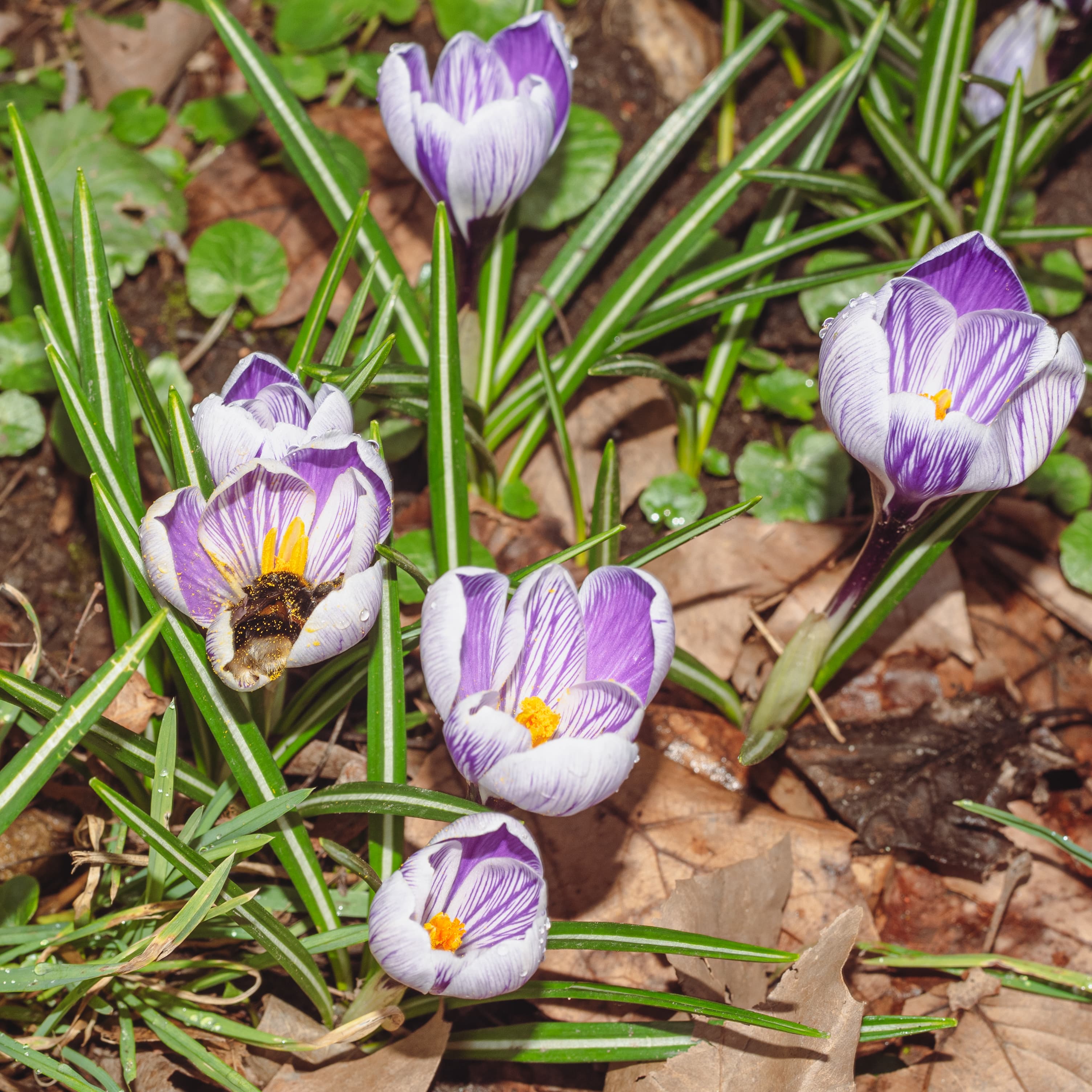 Bloom, Crepis Vesicaria