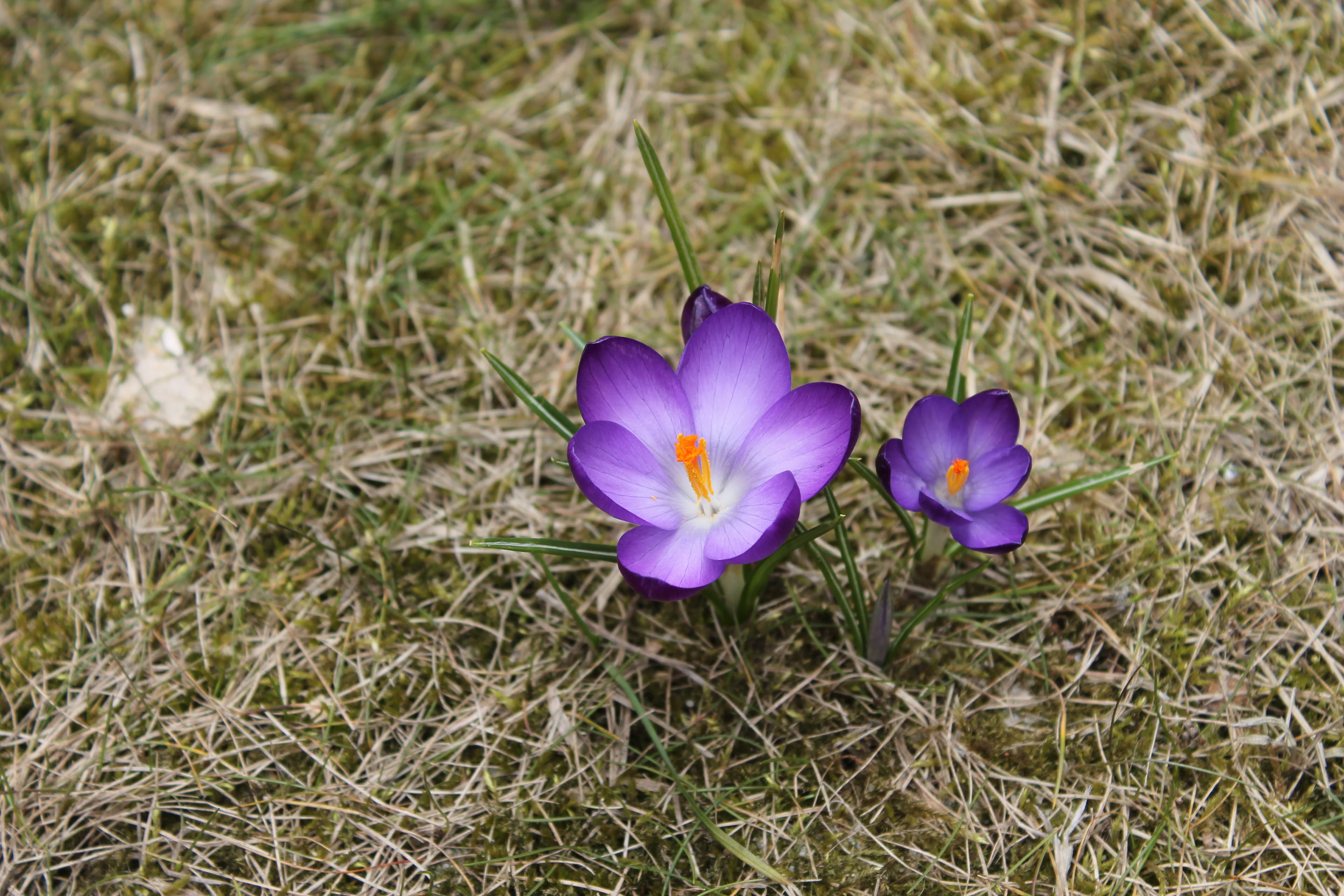 Gallery, Spring Crocus
