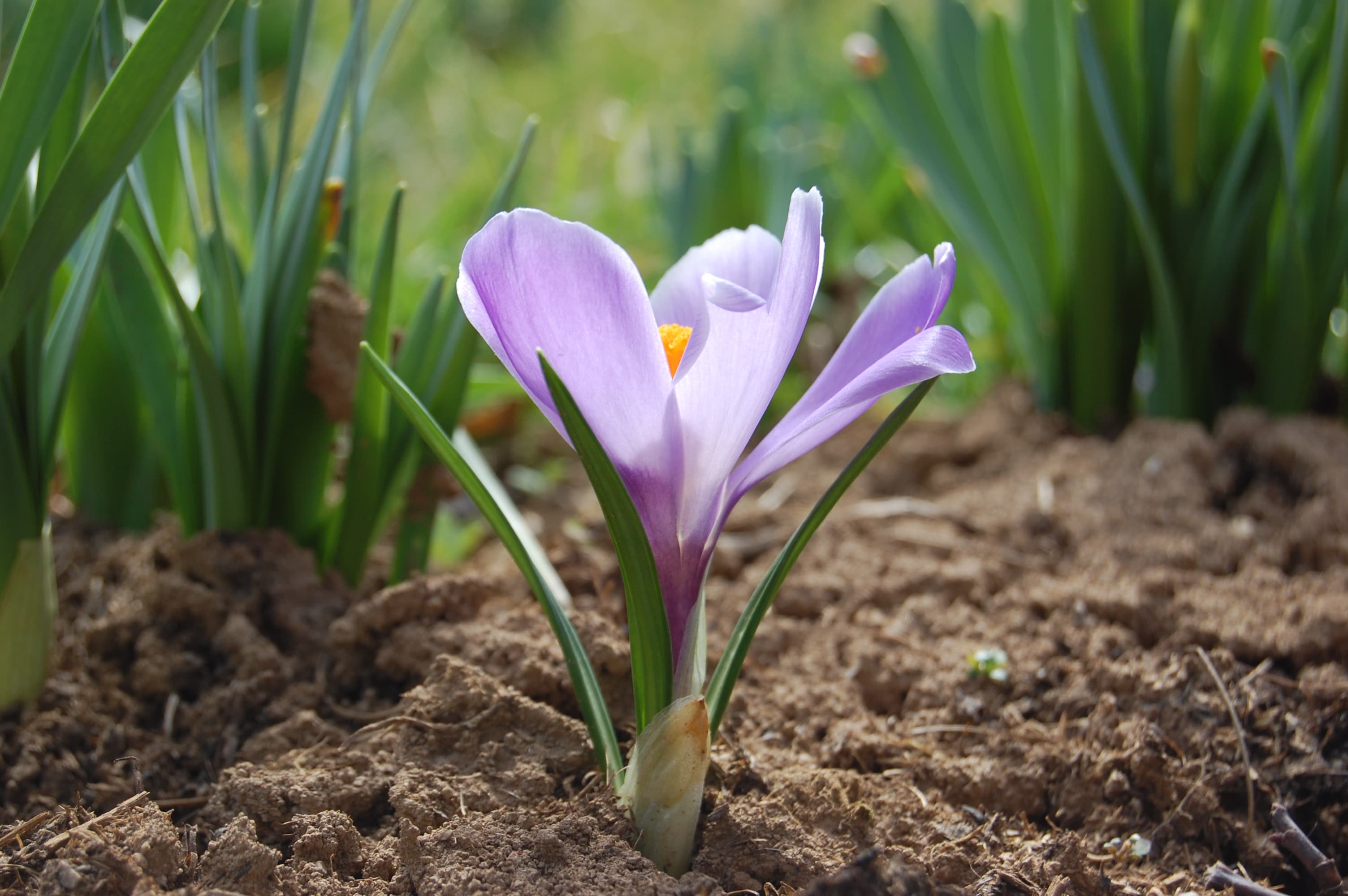 Botanical illustration of Spring Crocus