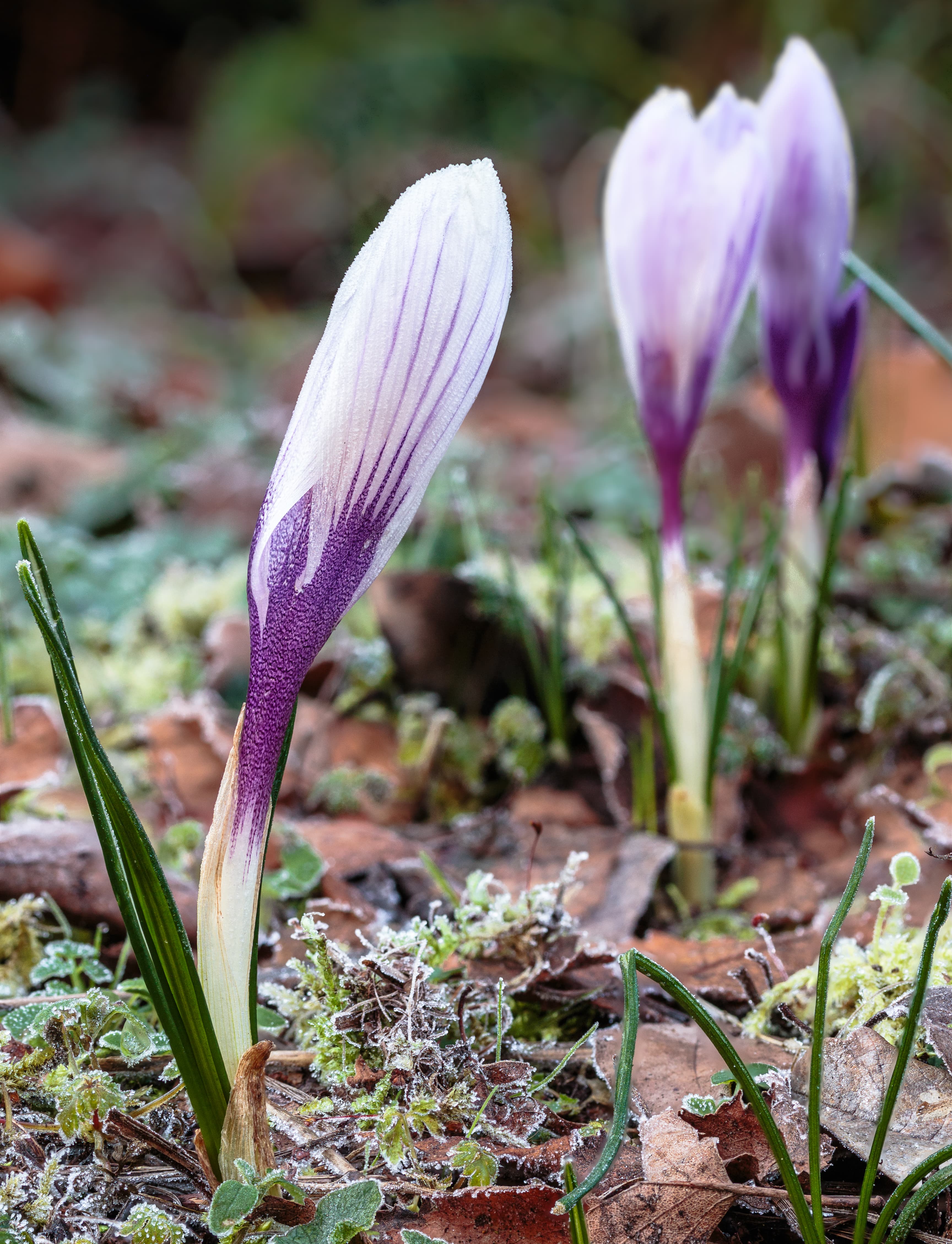 Gallery, Spring Crocus