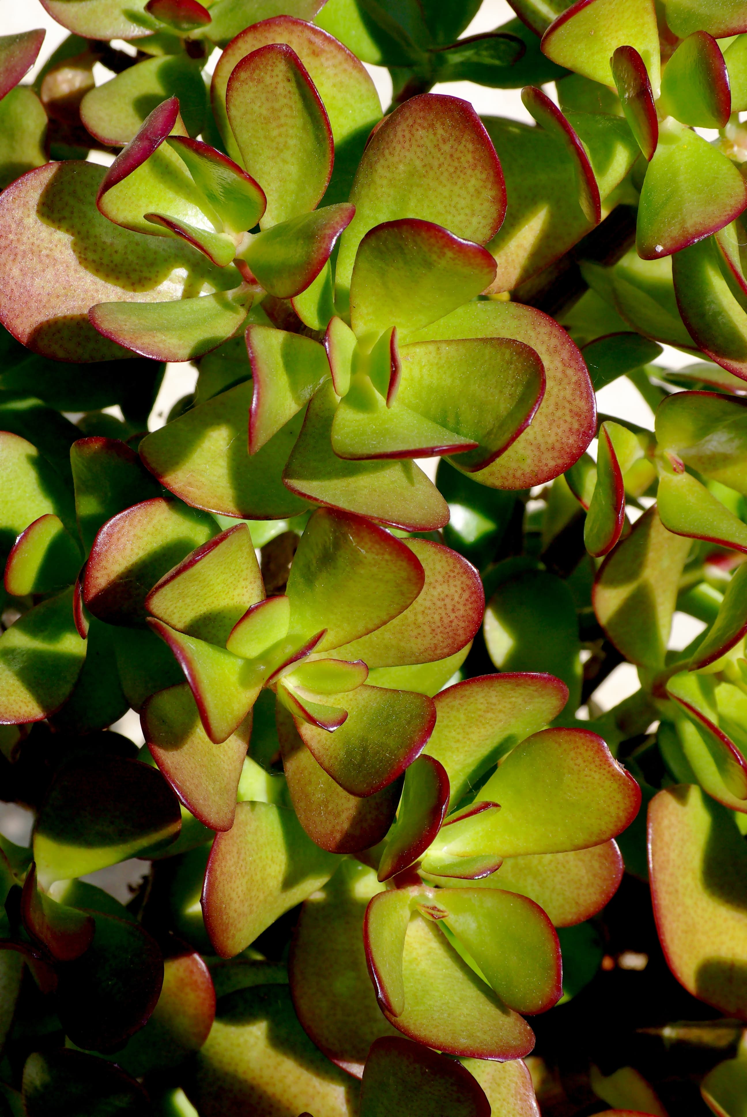 Bloom, Croton Ovalifolius