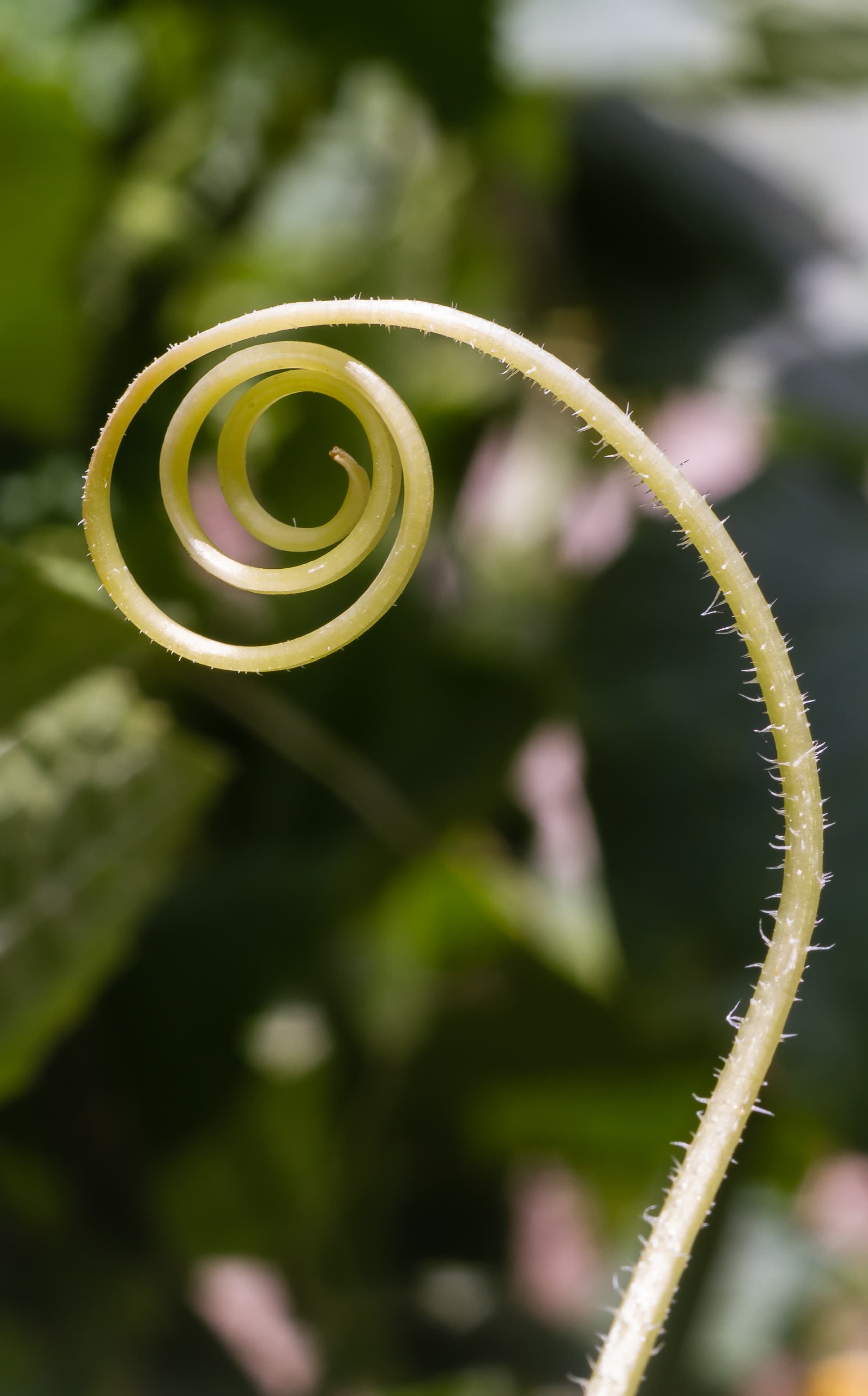 Bloom, Garden Cucumber
