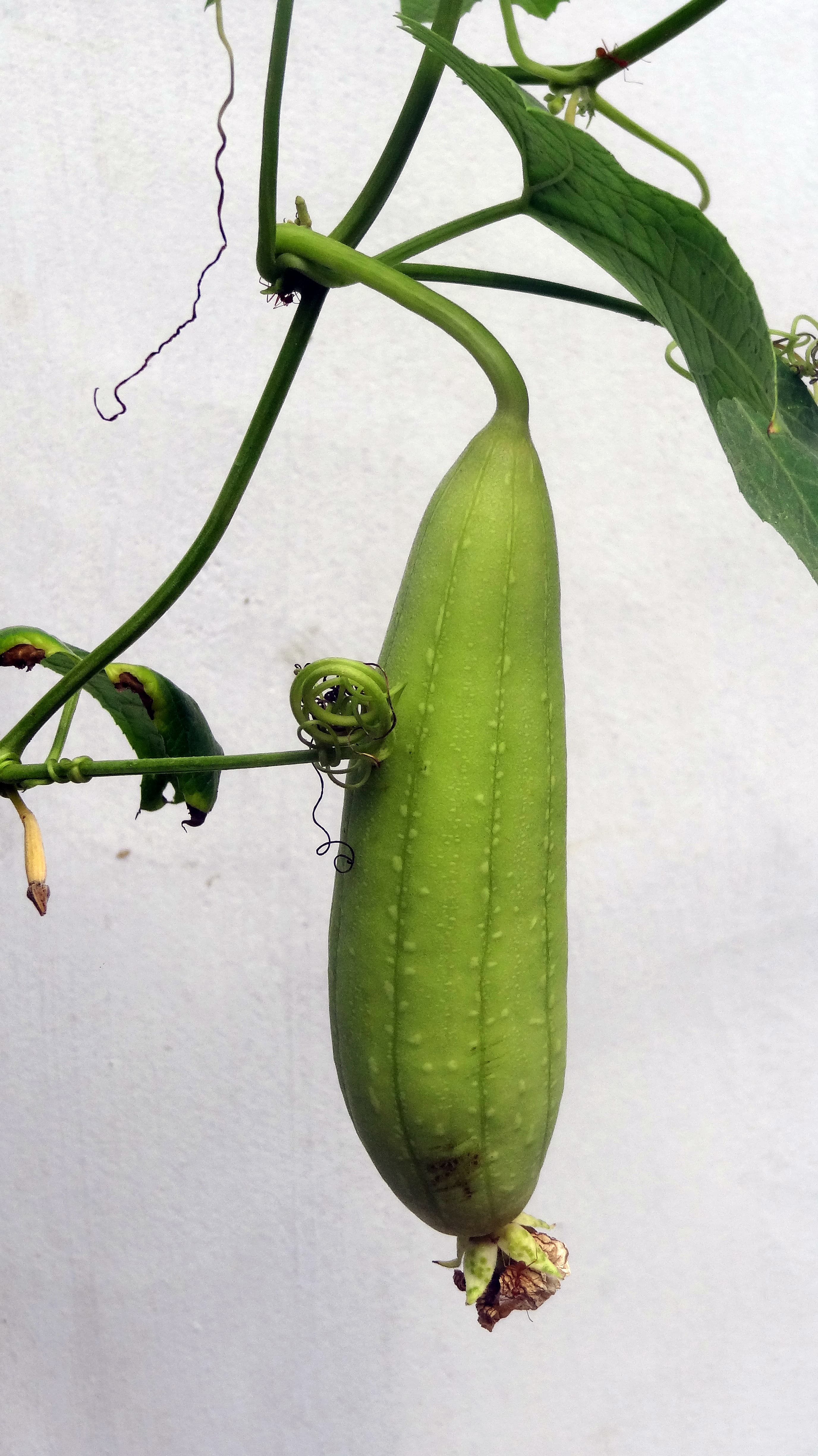 Illustration of Garden Cucumber