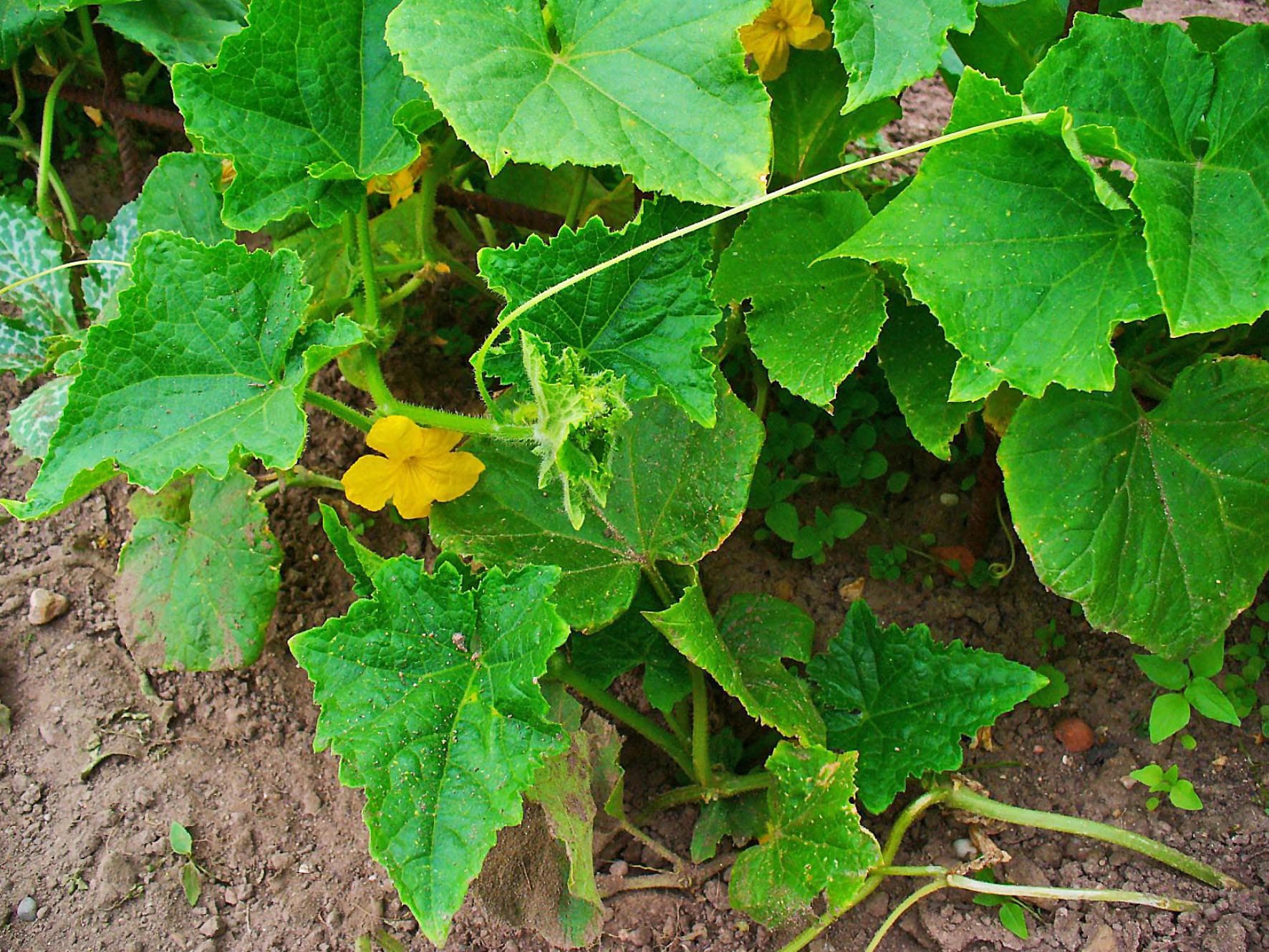 Gallery, Garden Cucumber